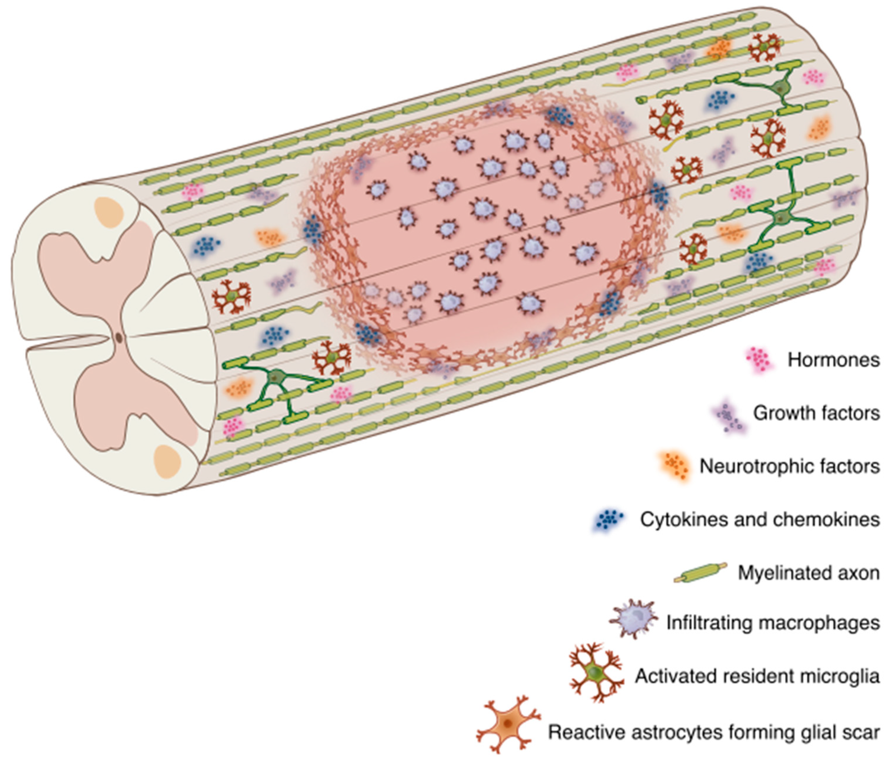 Neuroglia 01 00007 g002