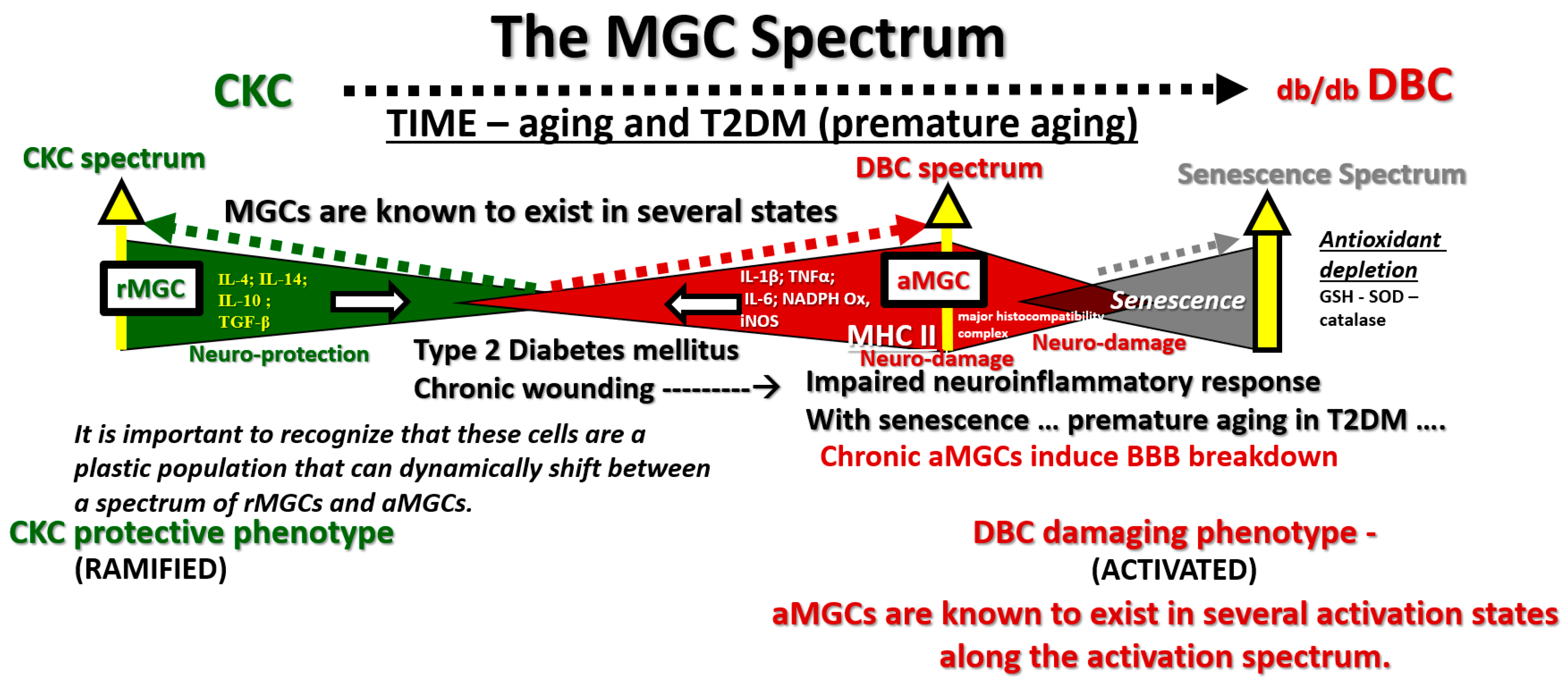 Neuroglia 01 00021 g002