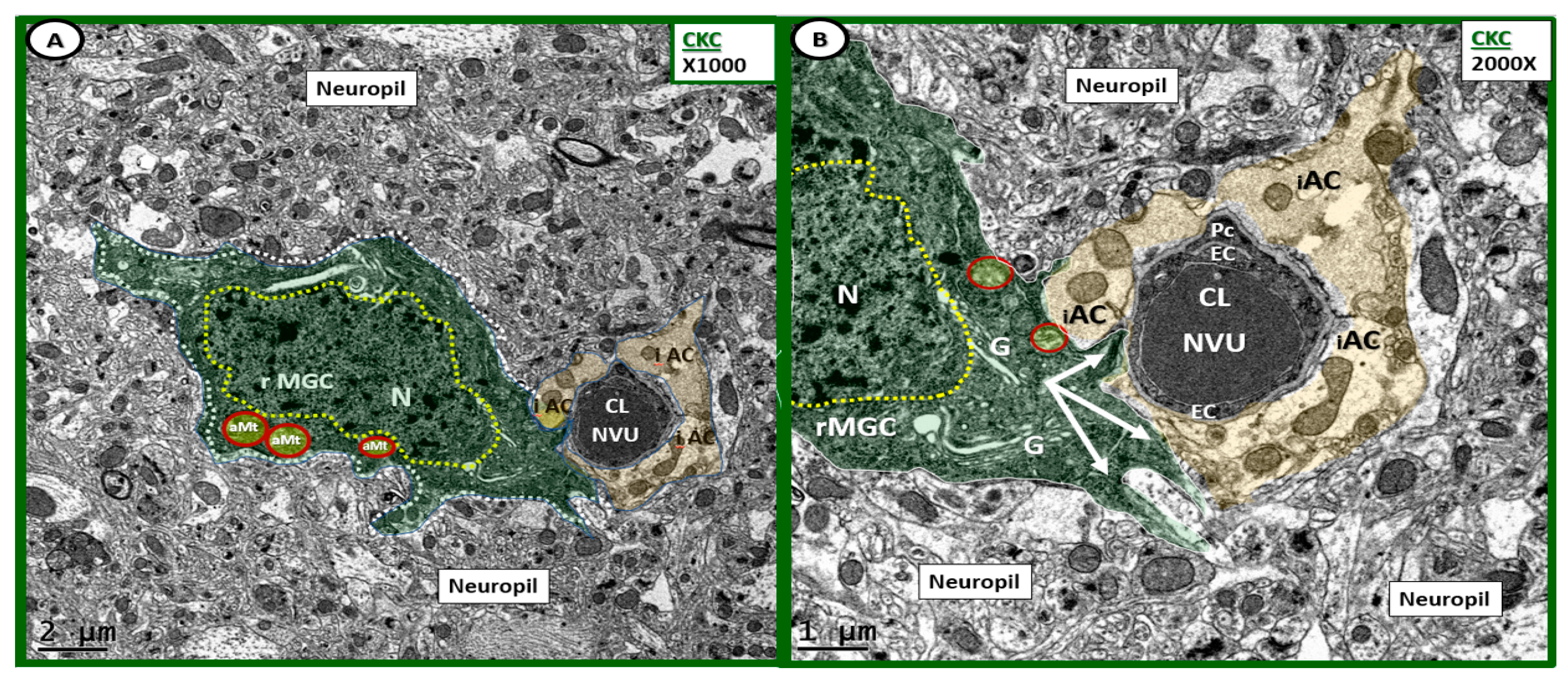 Neuroglia 01 00021 g003