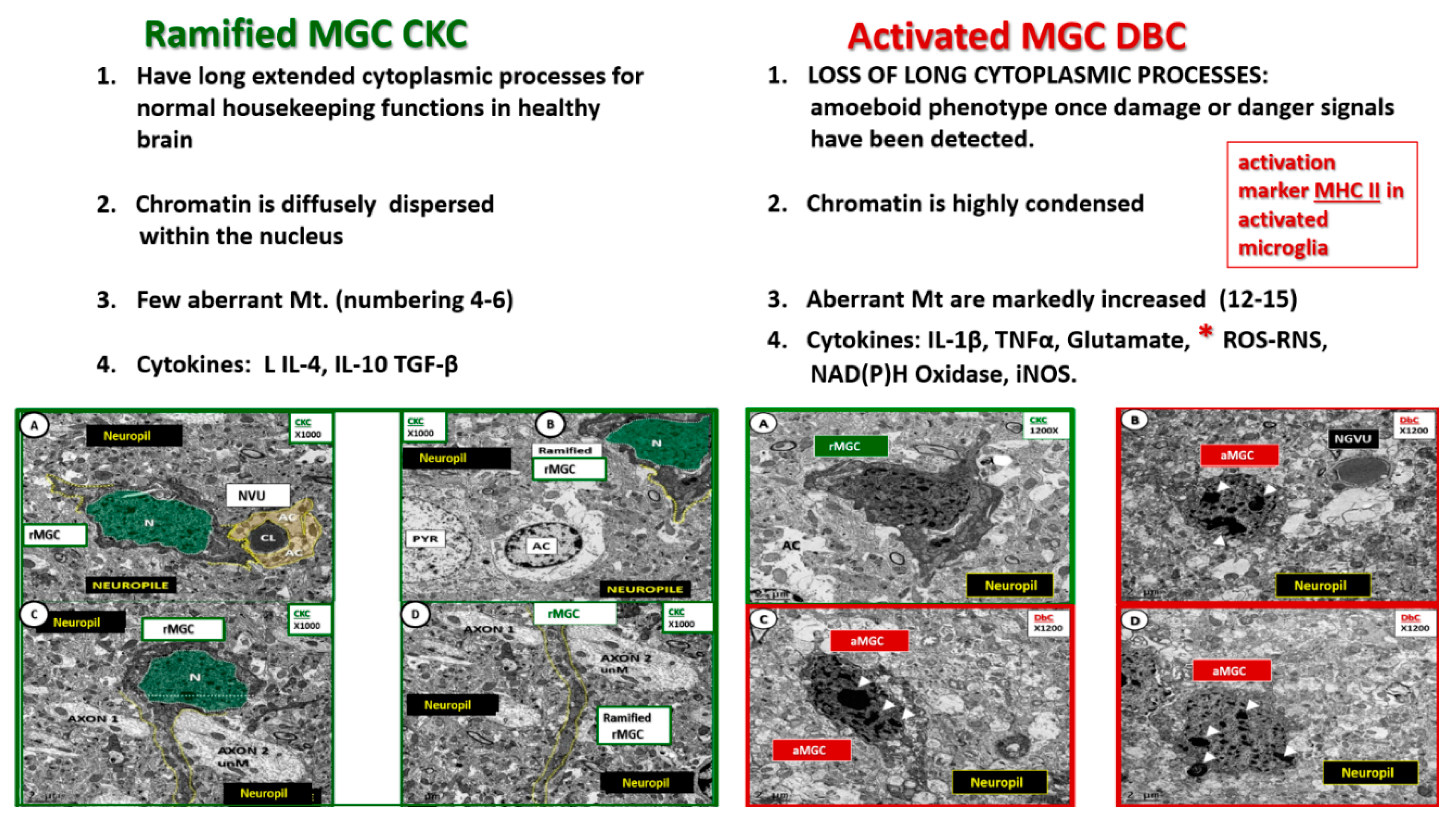 Neuroglia 01 00021 g005