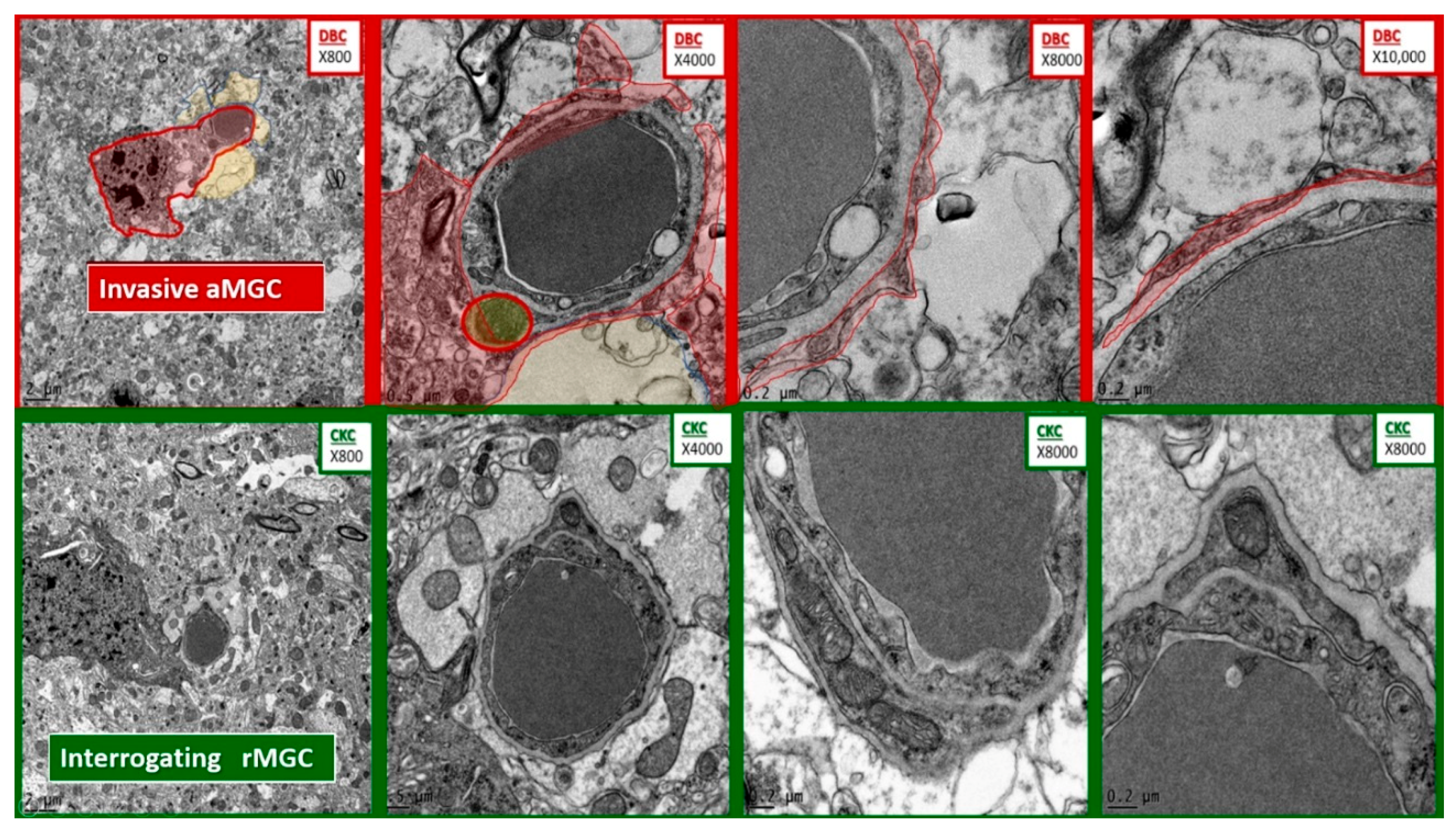 Neuroglia 01 00021 g006