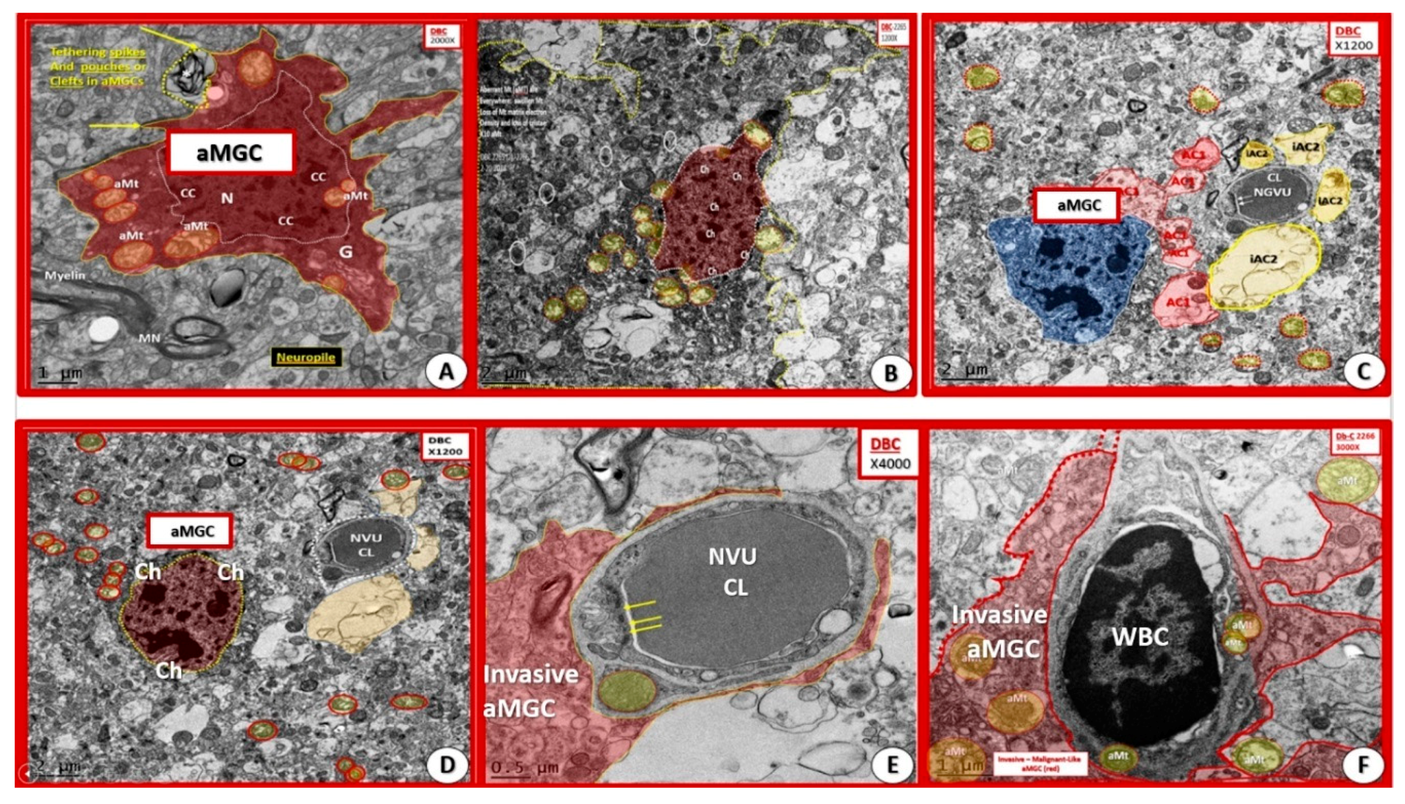Neuroglia 01 00021 g007
