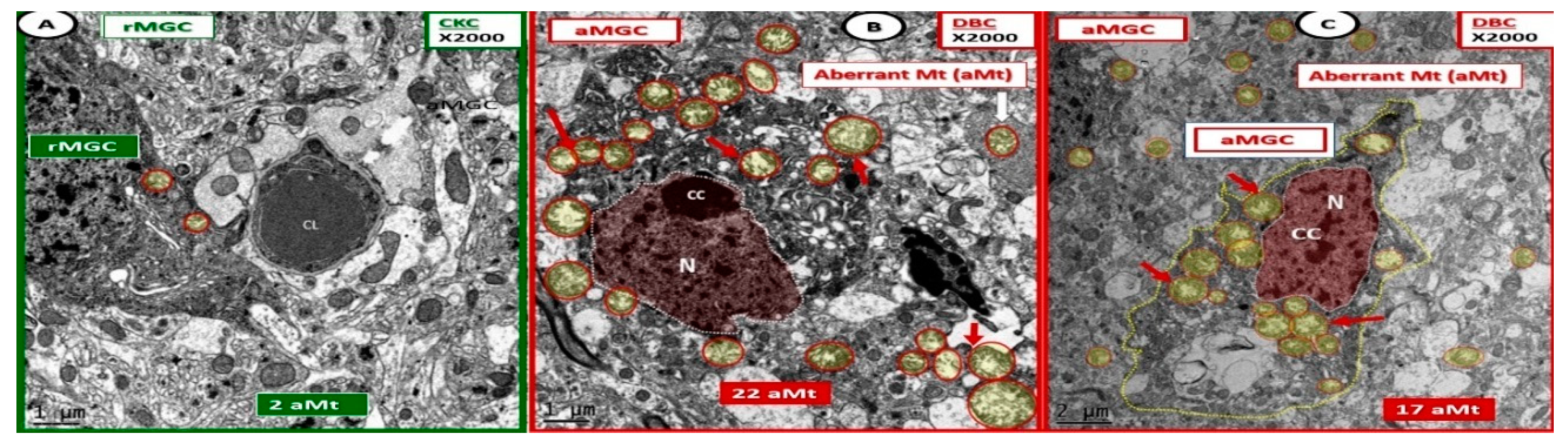 Neuroglia 01 00021 g009