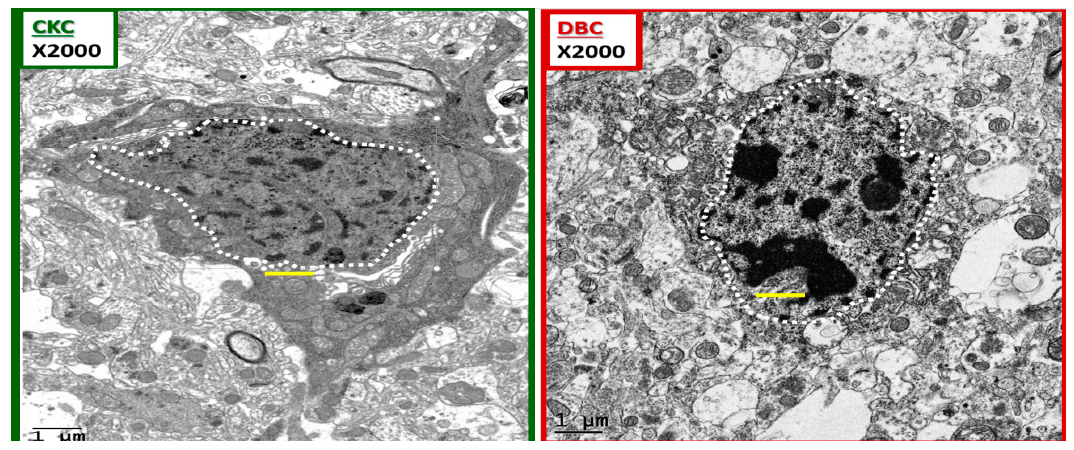 Neuroglia 01 00021 g010