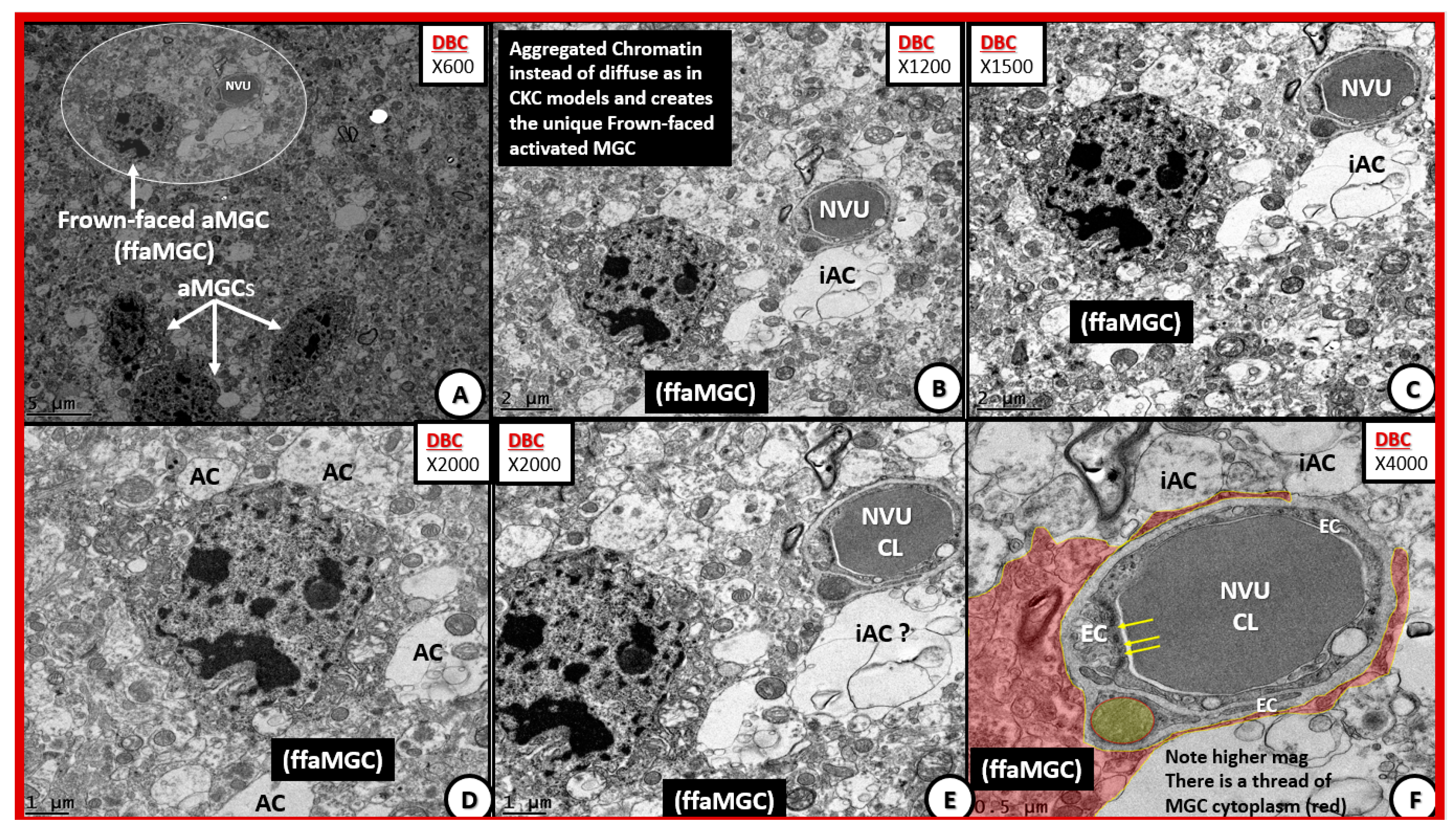 Neuroglia 01 00021 g012