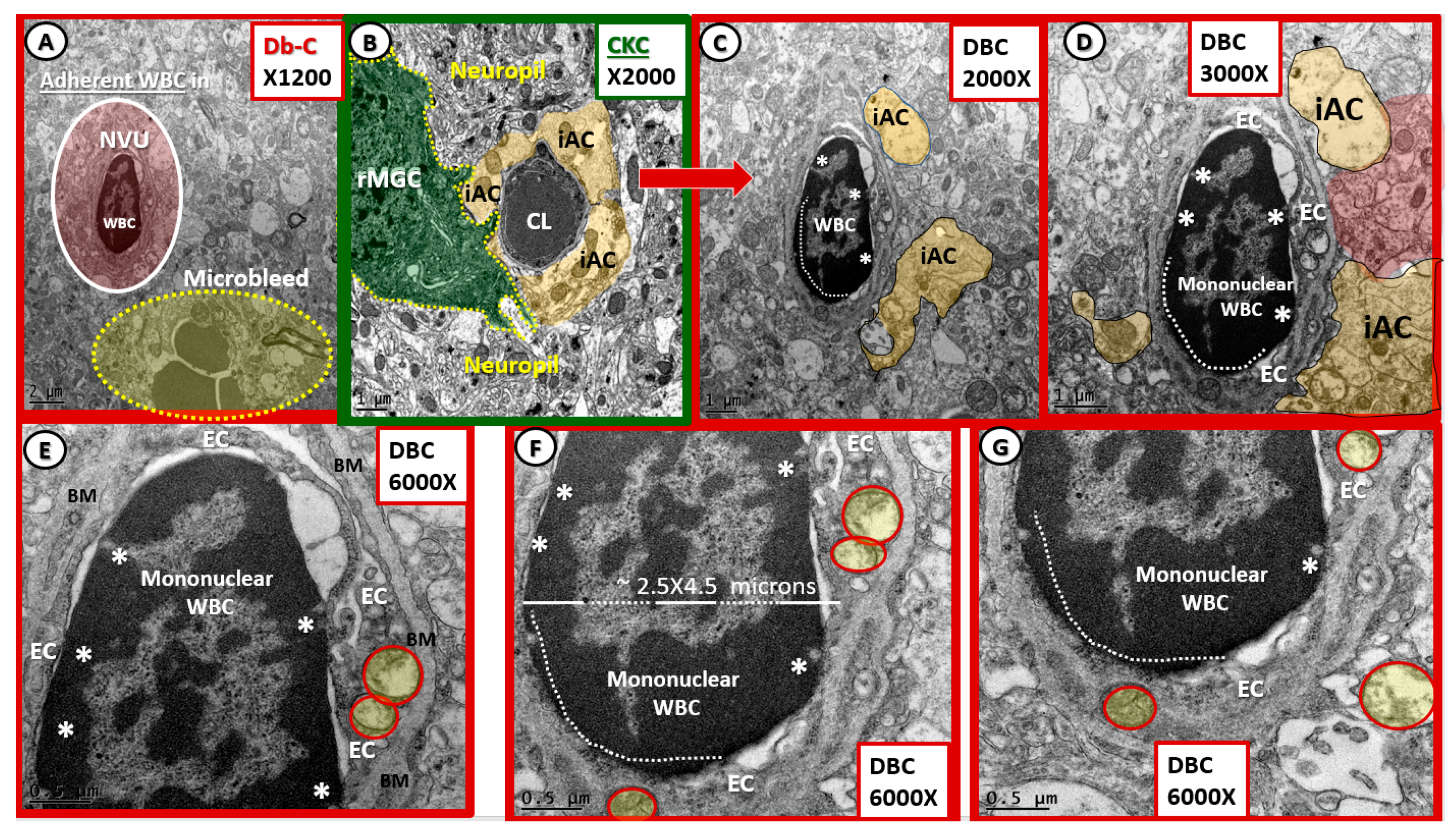 Neuroglia 01 00021 g014