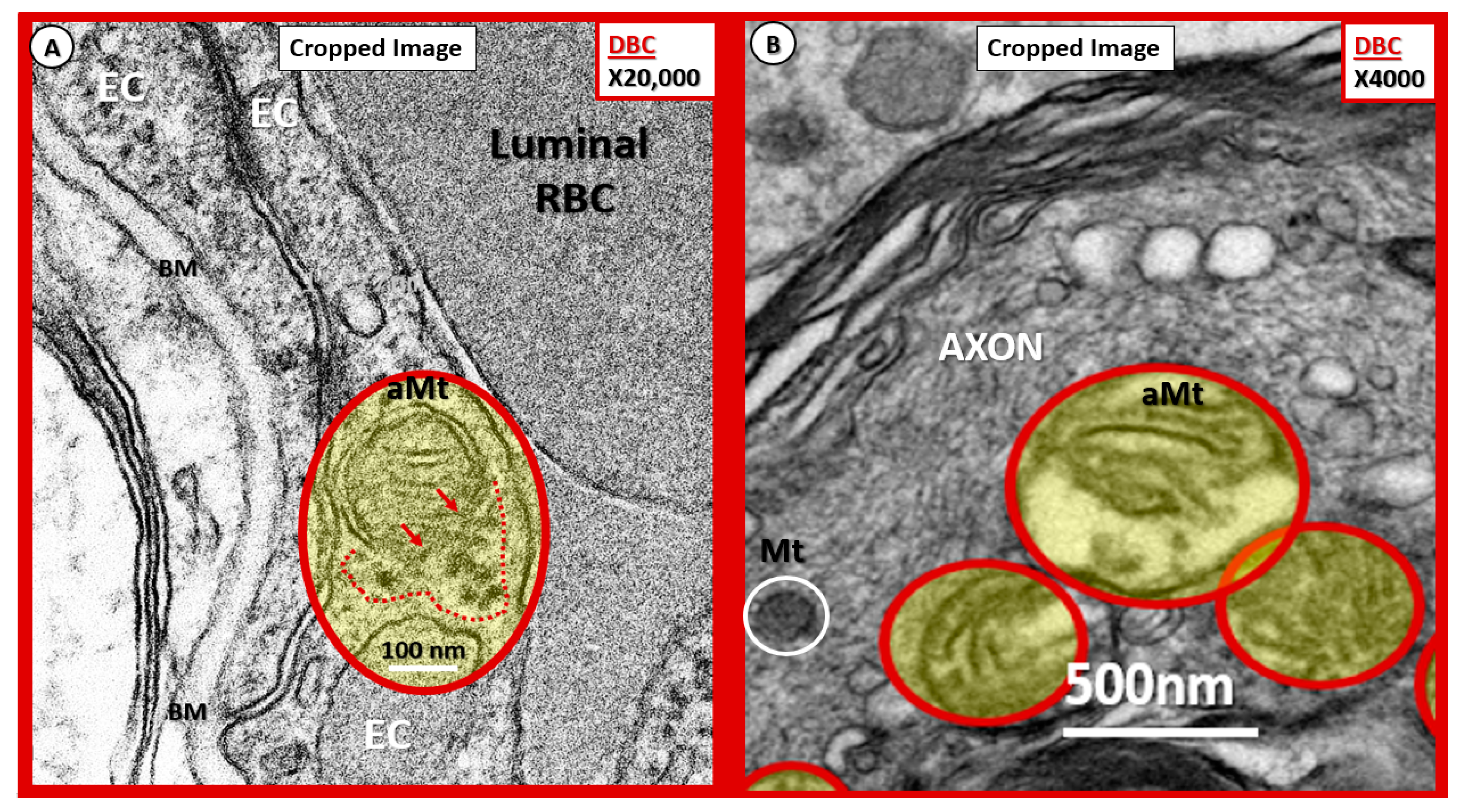 Neuroglia 01 00021 g015