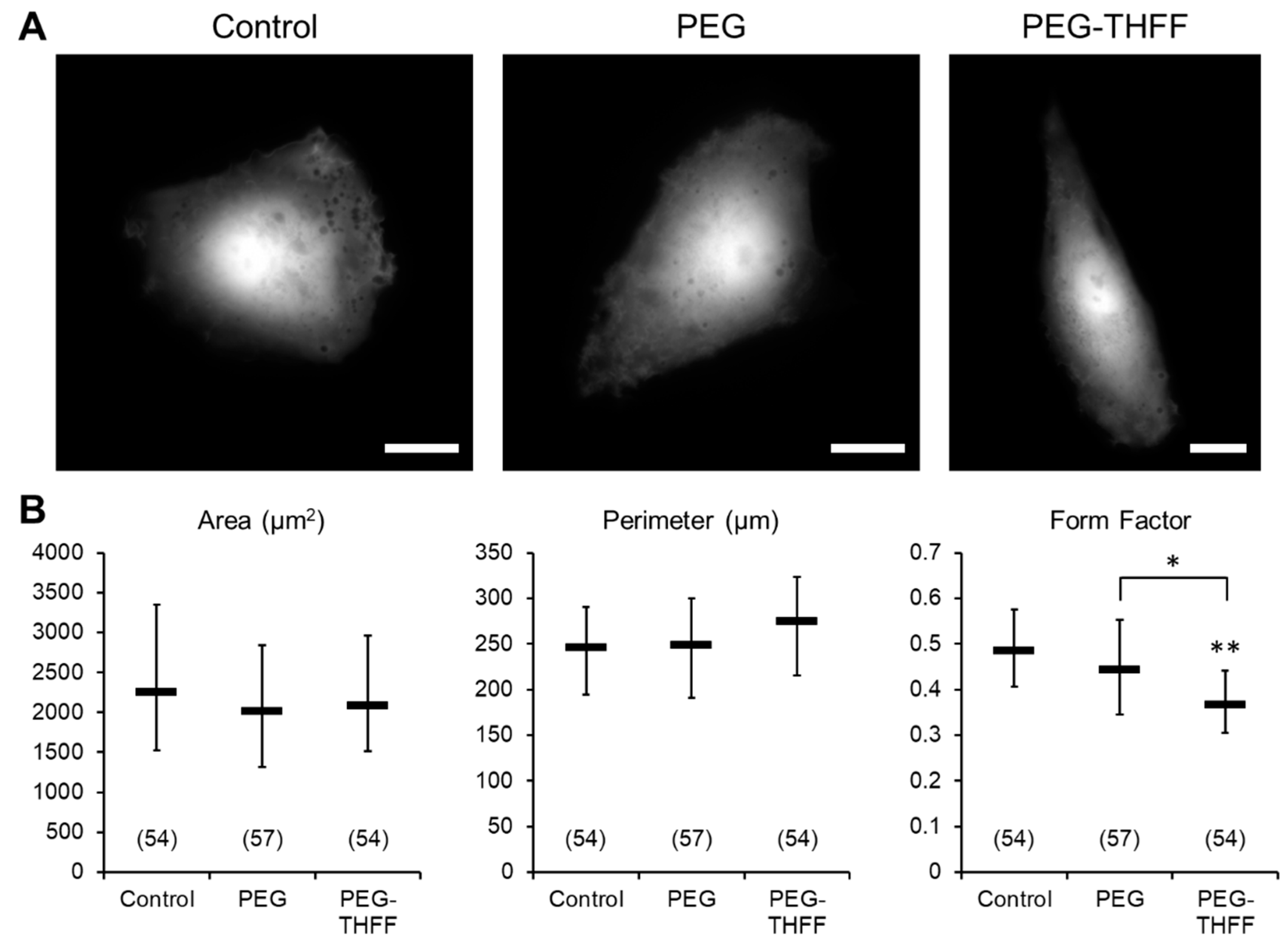Neuroglia 01 00022 g002