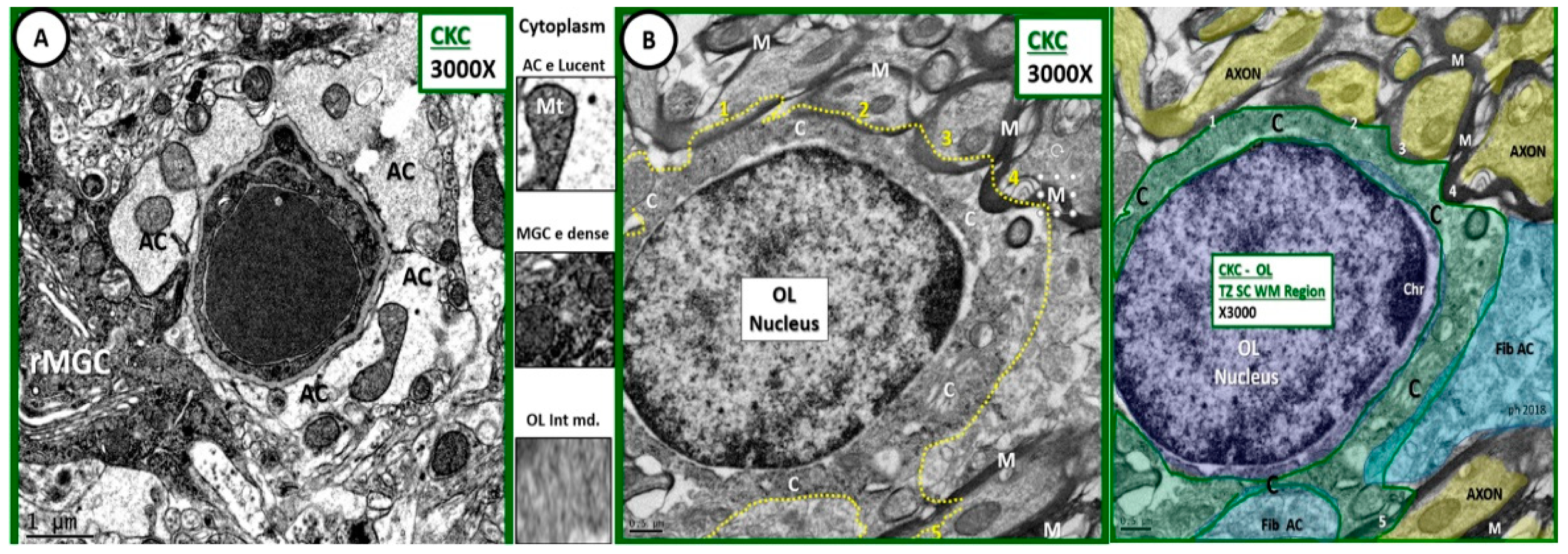 Neuroglia 01 00024 g001