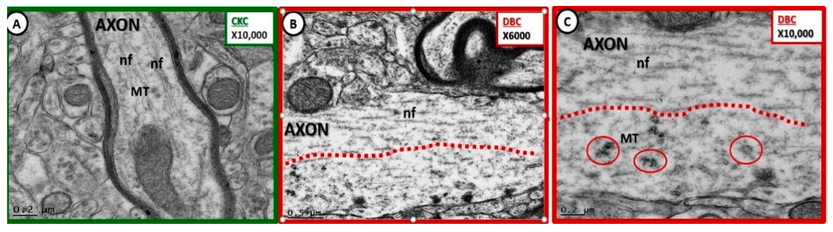 Neuroglia 01 00024 g005