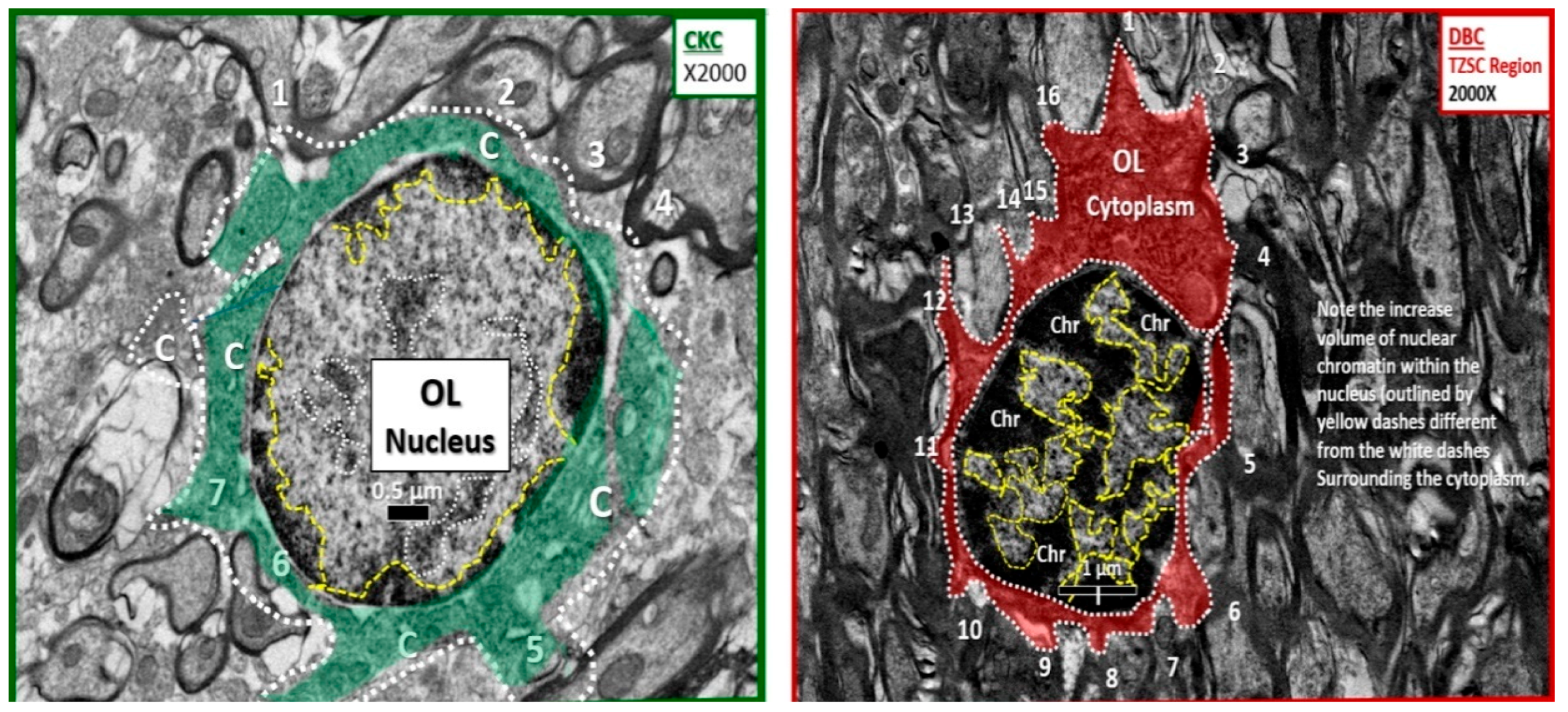 Neuroglia 01 00024 g007