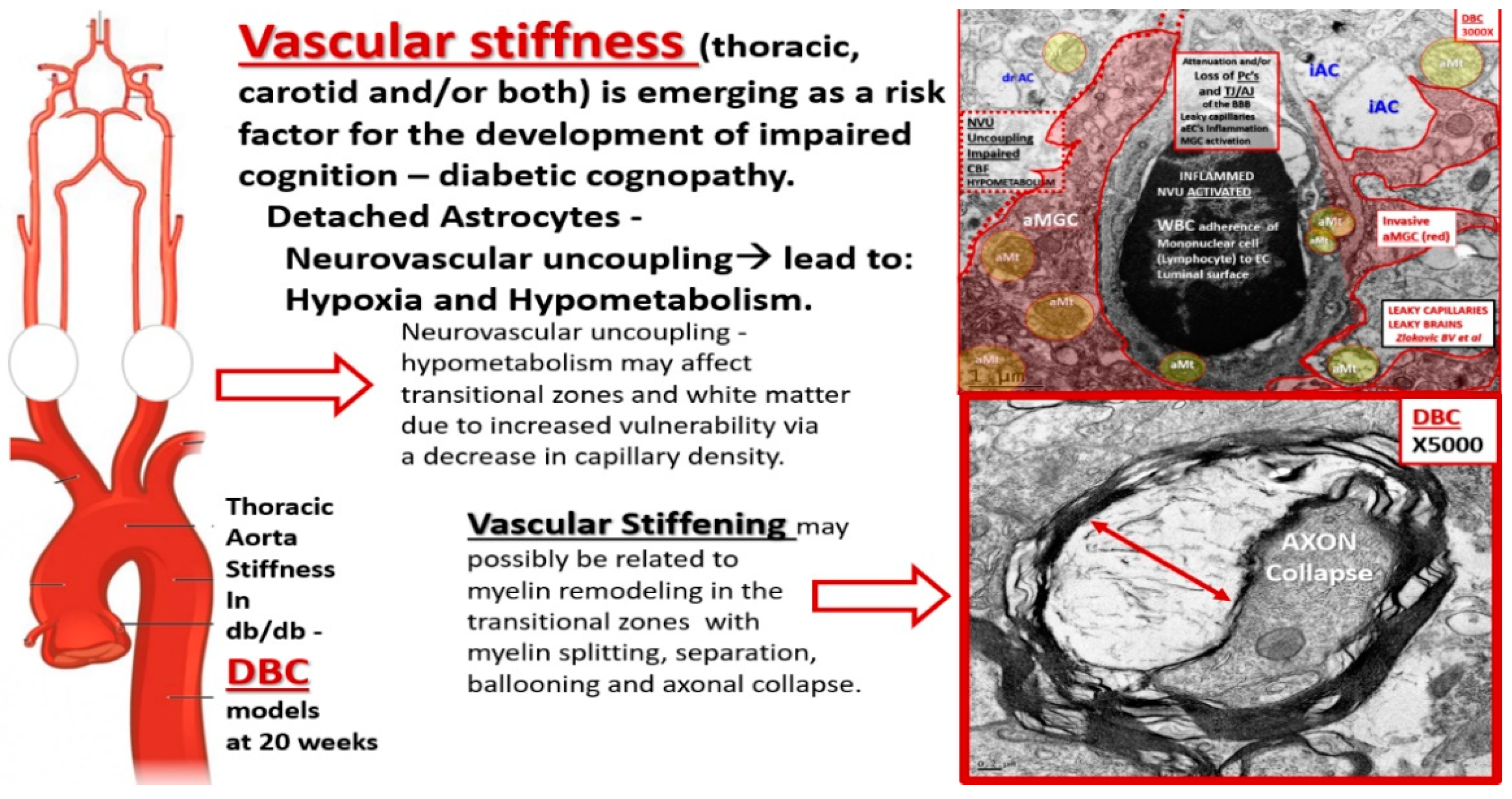 Neuroglia 01 00024 g012