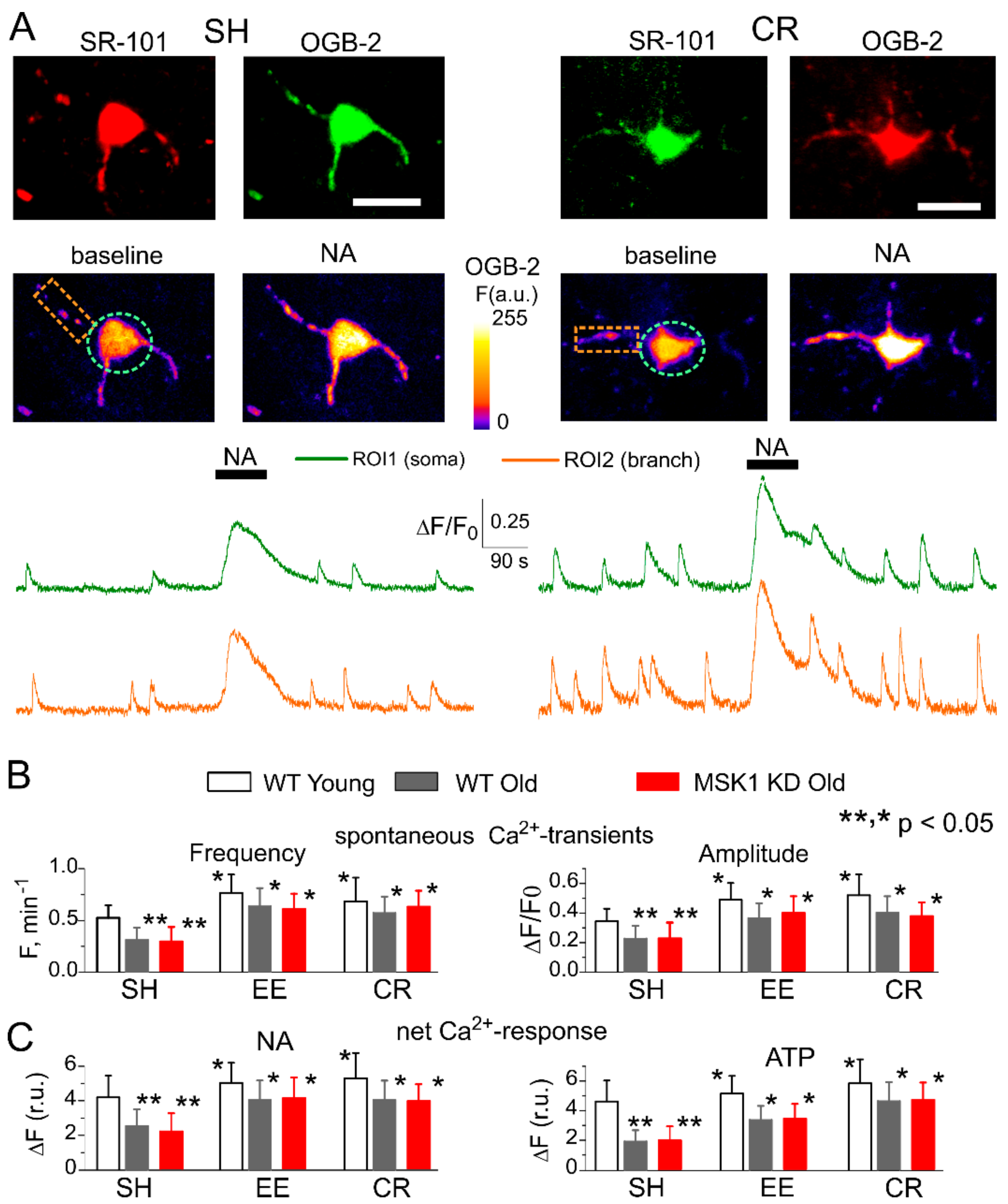Neuroglia 01 00026 g003 Neuroglia 01 00026 g003