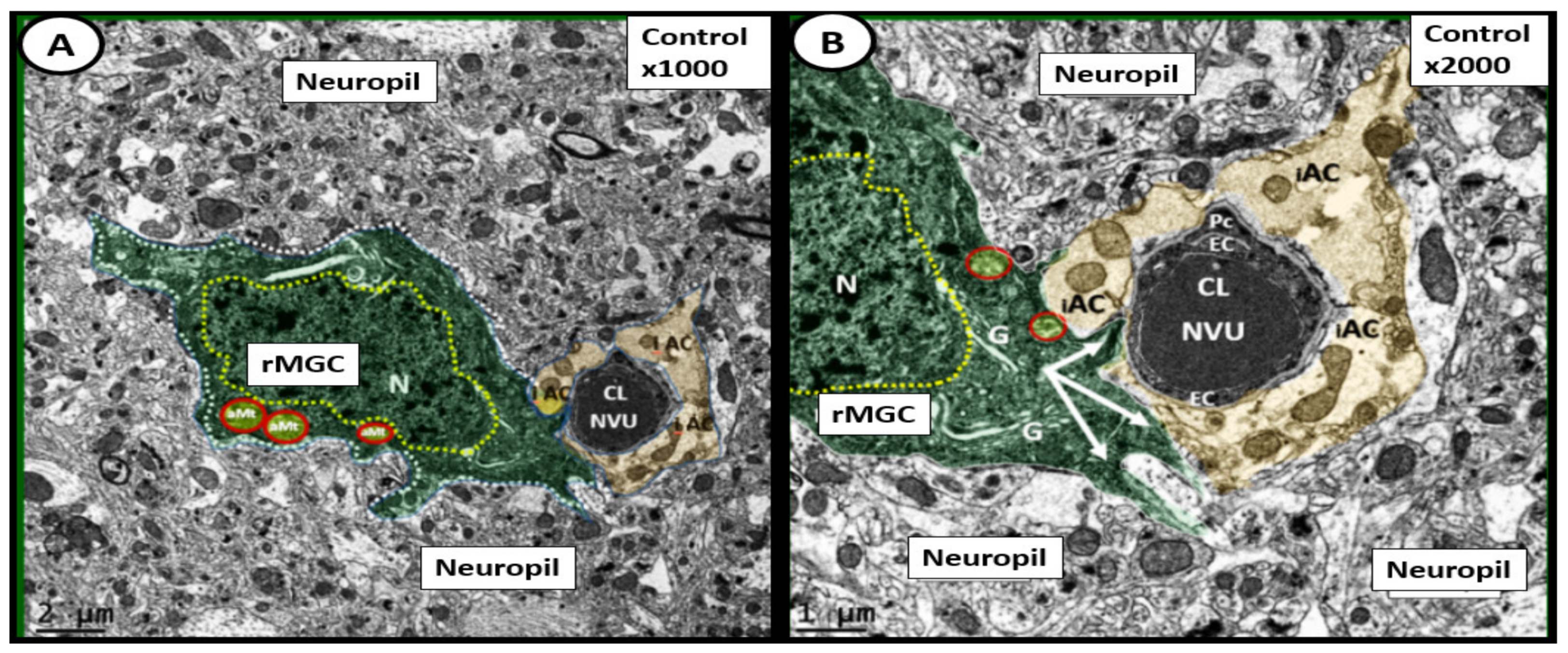 Neuroglia 02 00004 g004