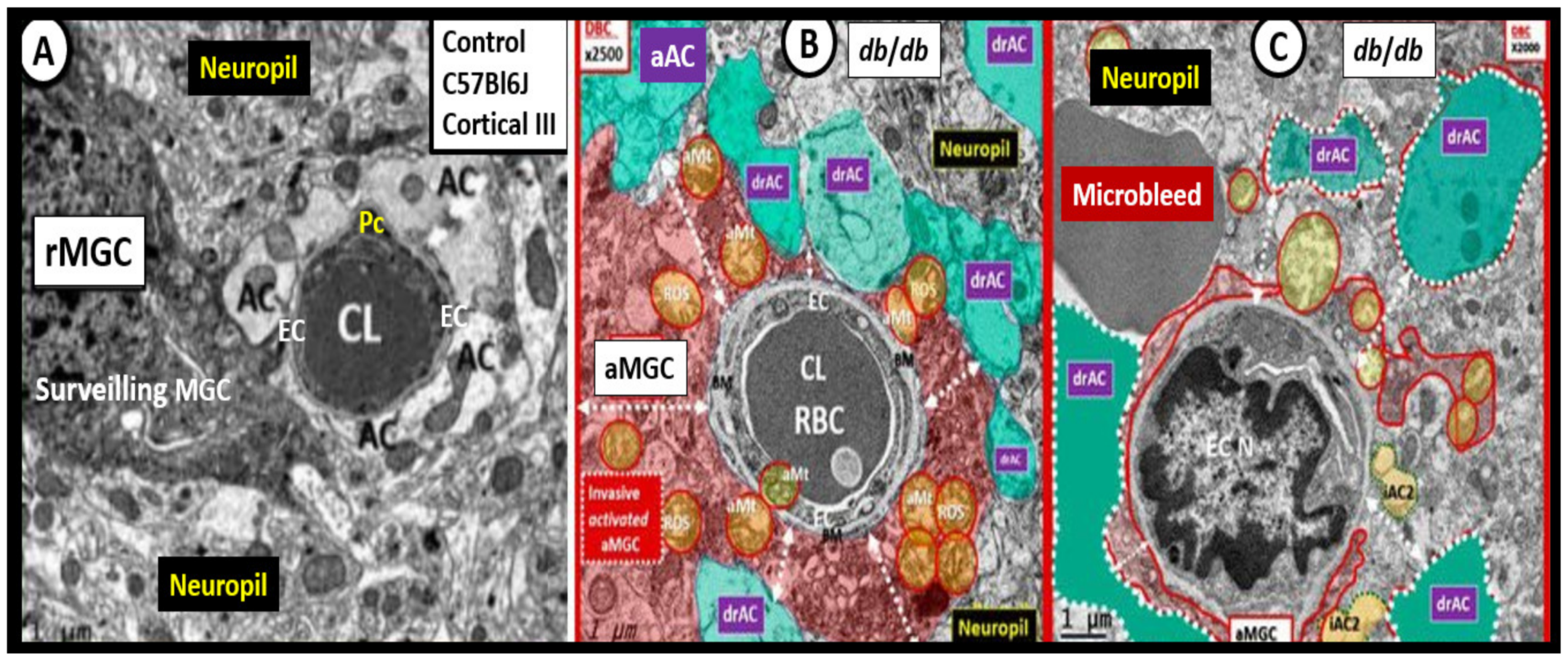 Neuroglia 02 00004 g005