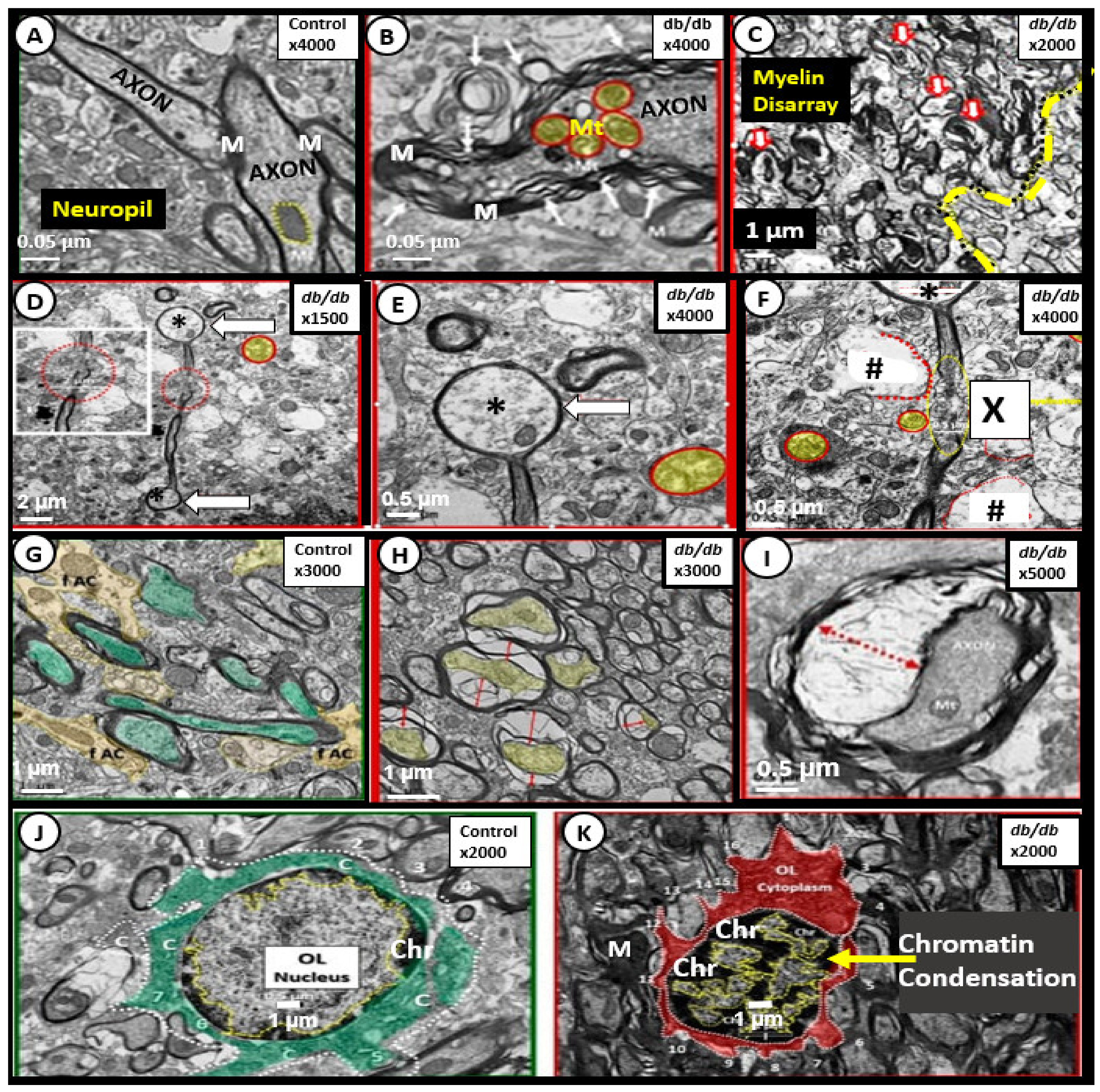 Neuroglia 02 00004 g007