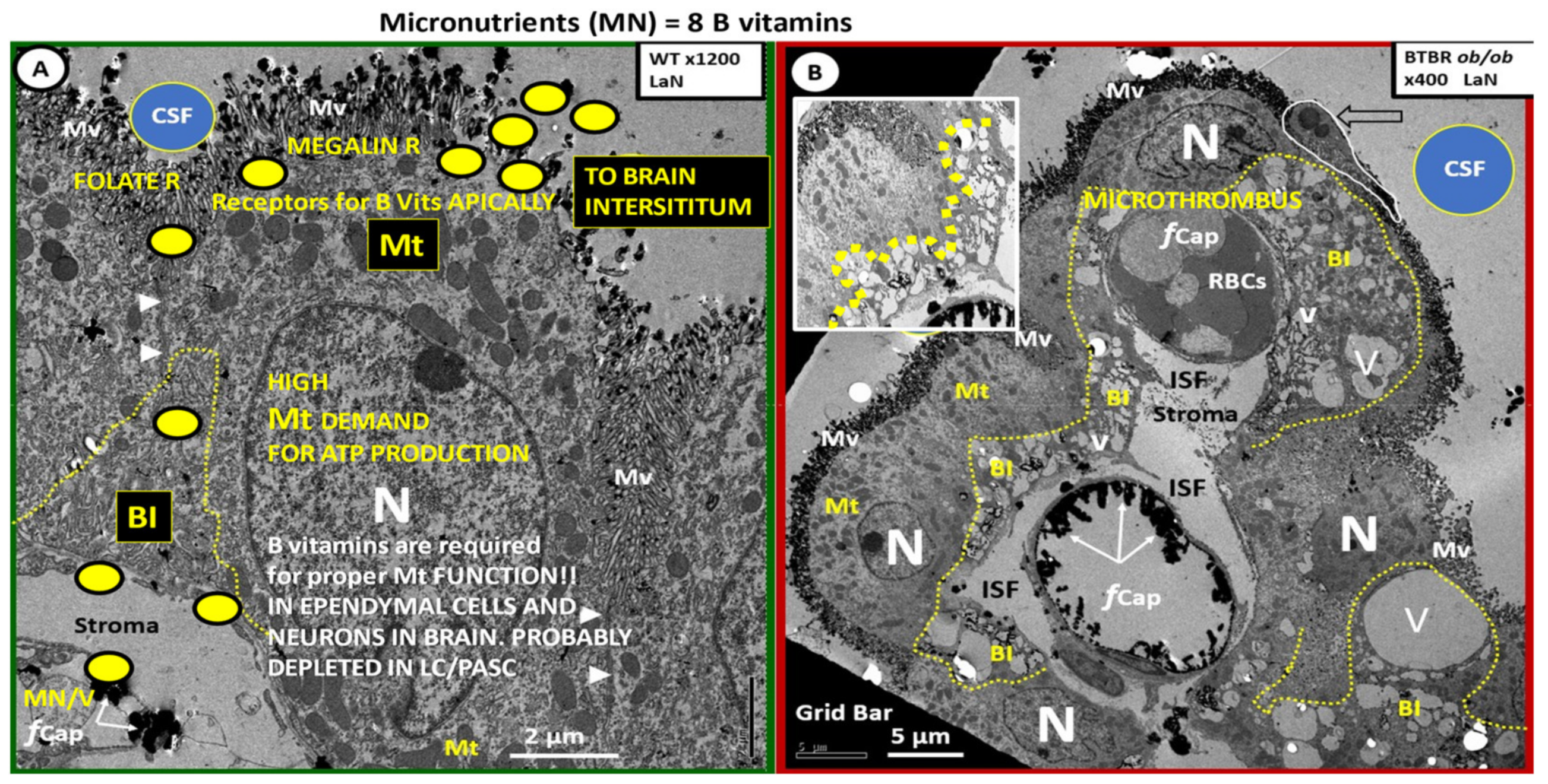 Neuroglia 02 00004 g010