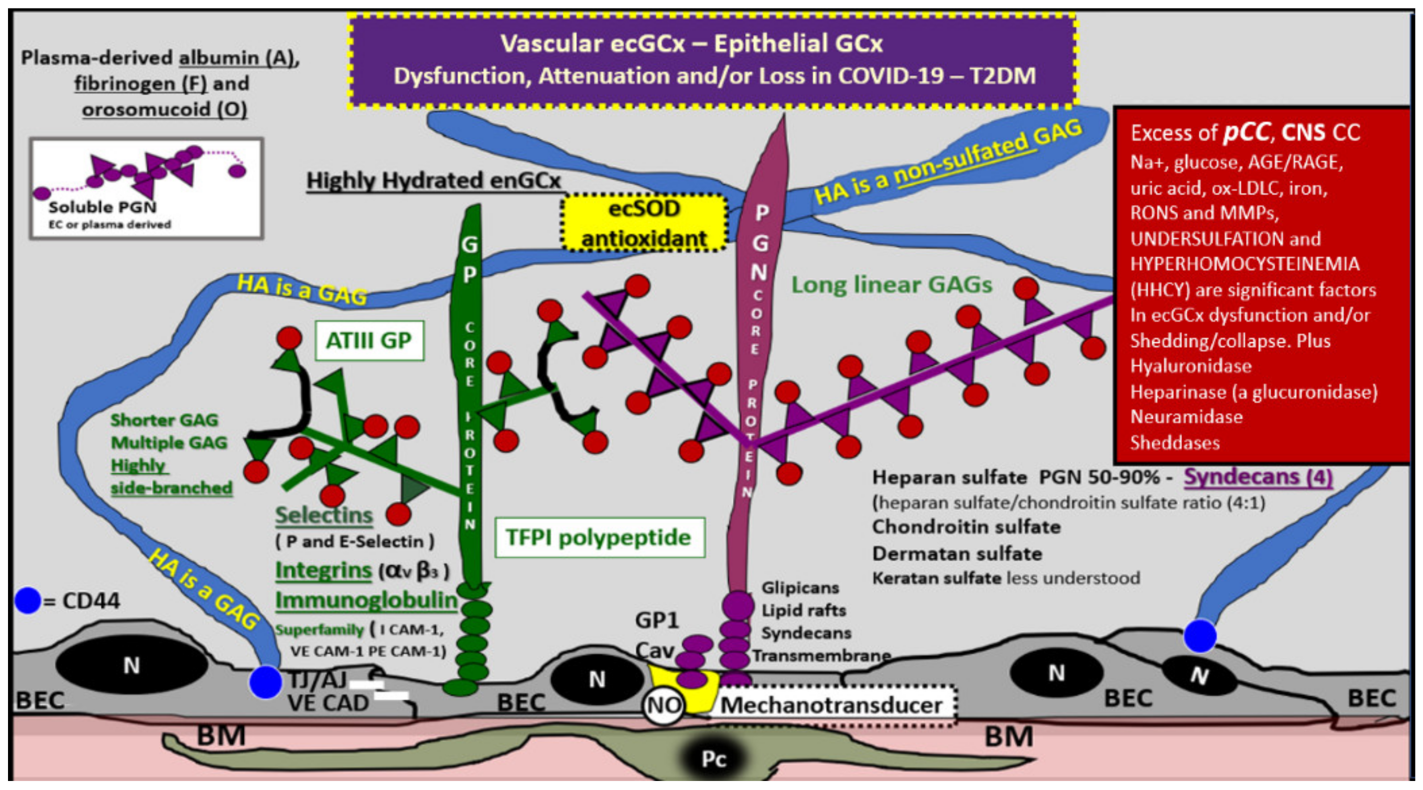 Neuroglia 02 00004 g011