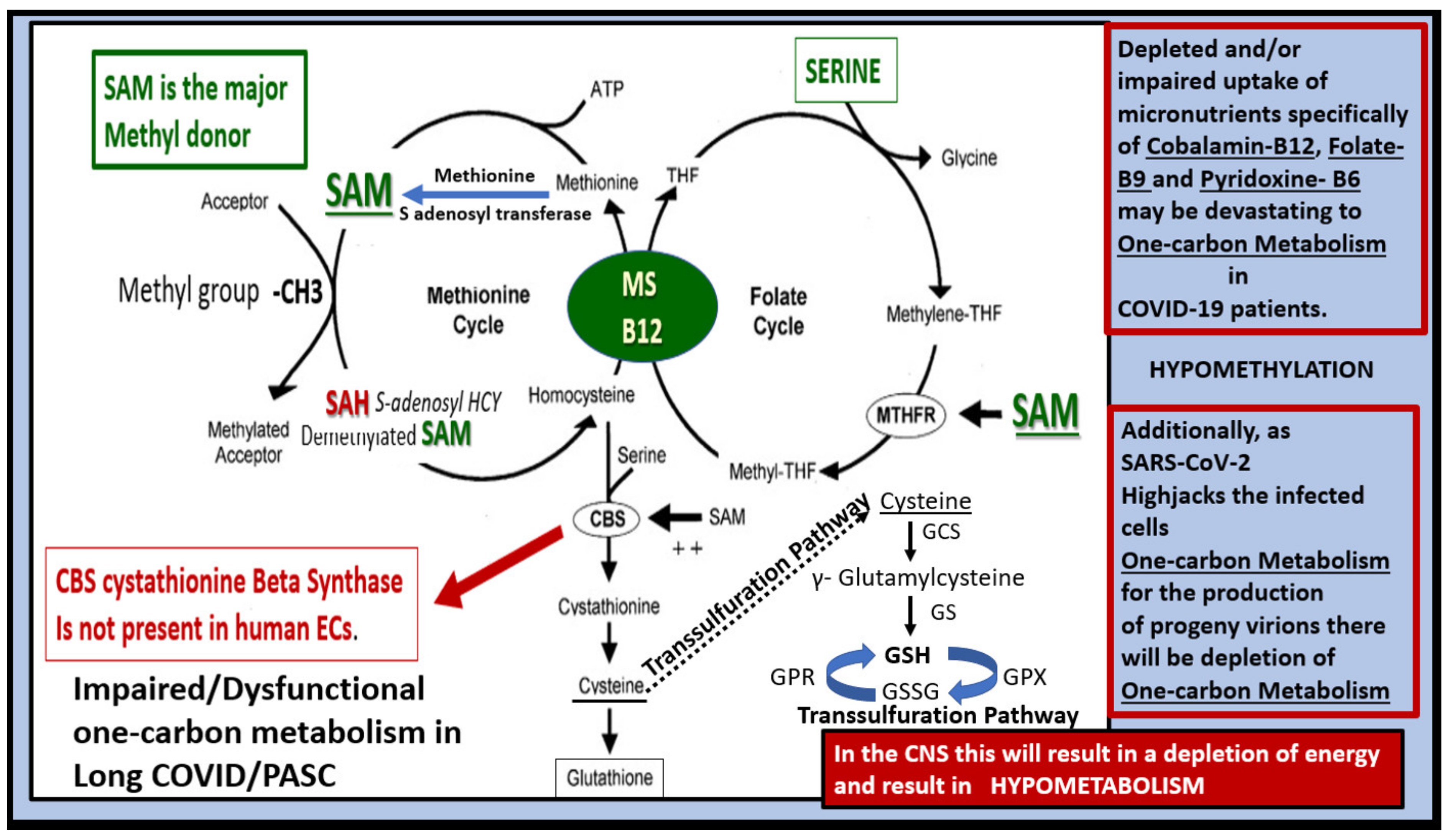 Neuroglia 02 00004 g012