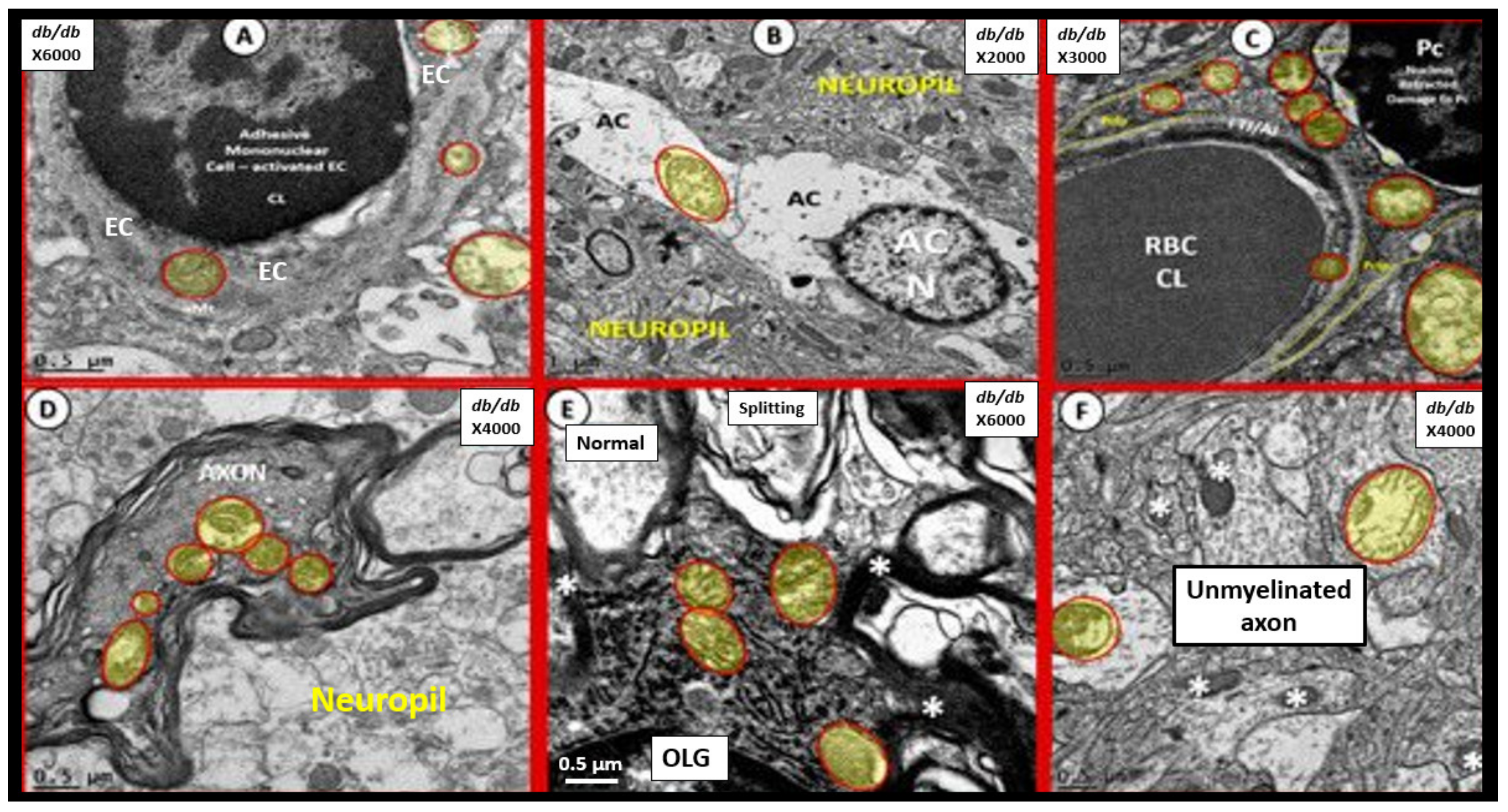 Neuroglia 02 00004 g013