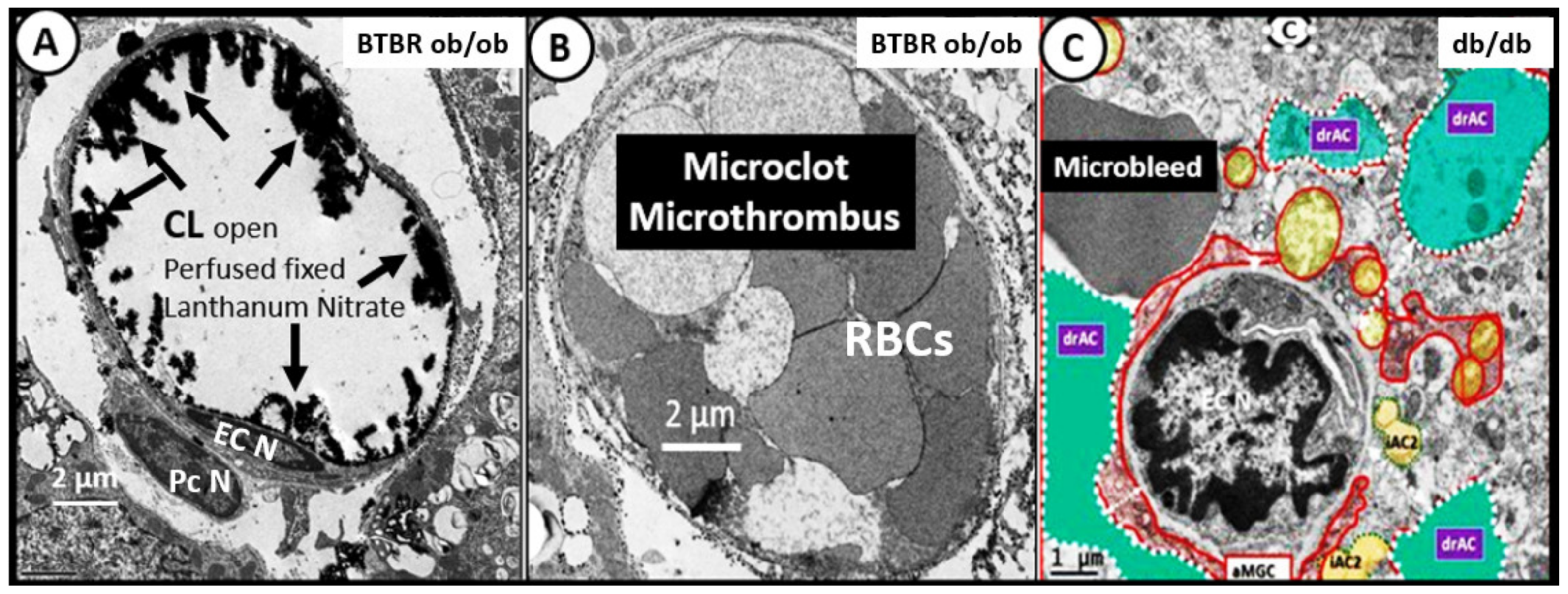 Neuroglia 02 00004 g015