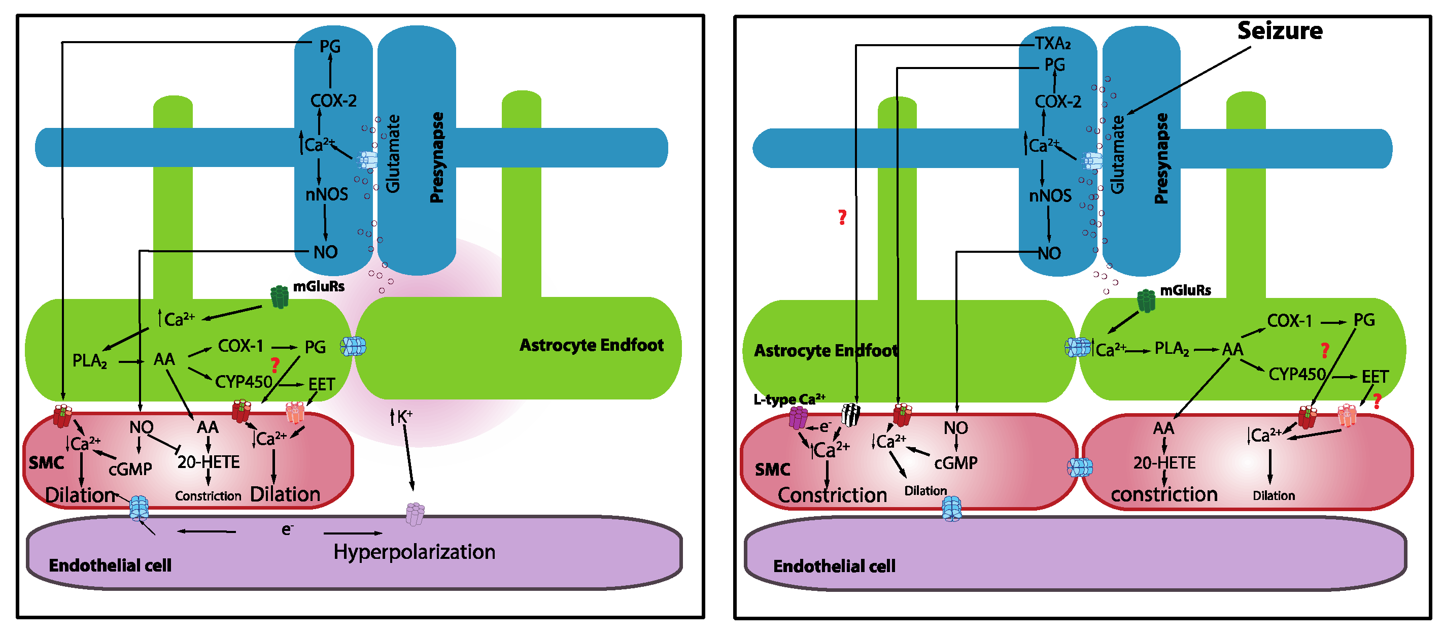 Neuroglia 02 00005 g001