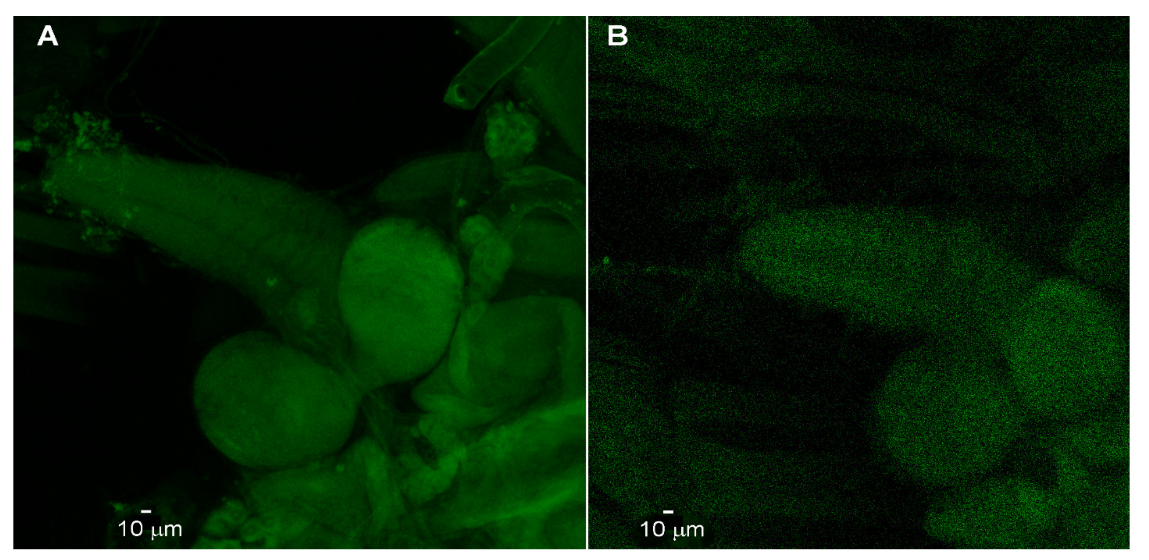 Neuroglia 02 00007 g002