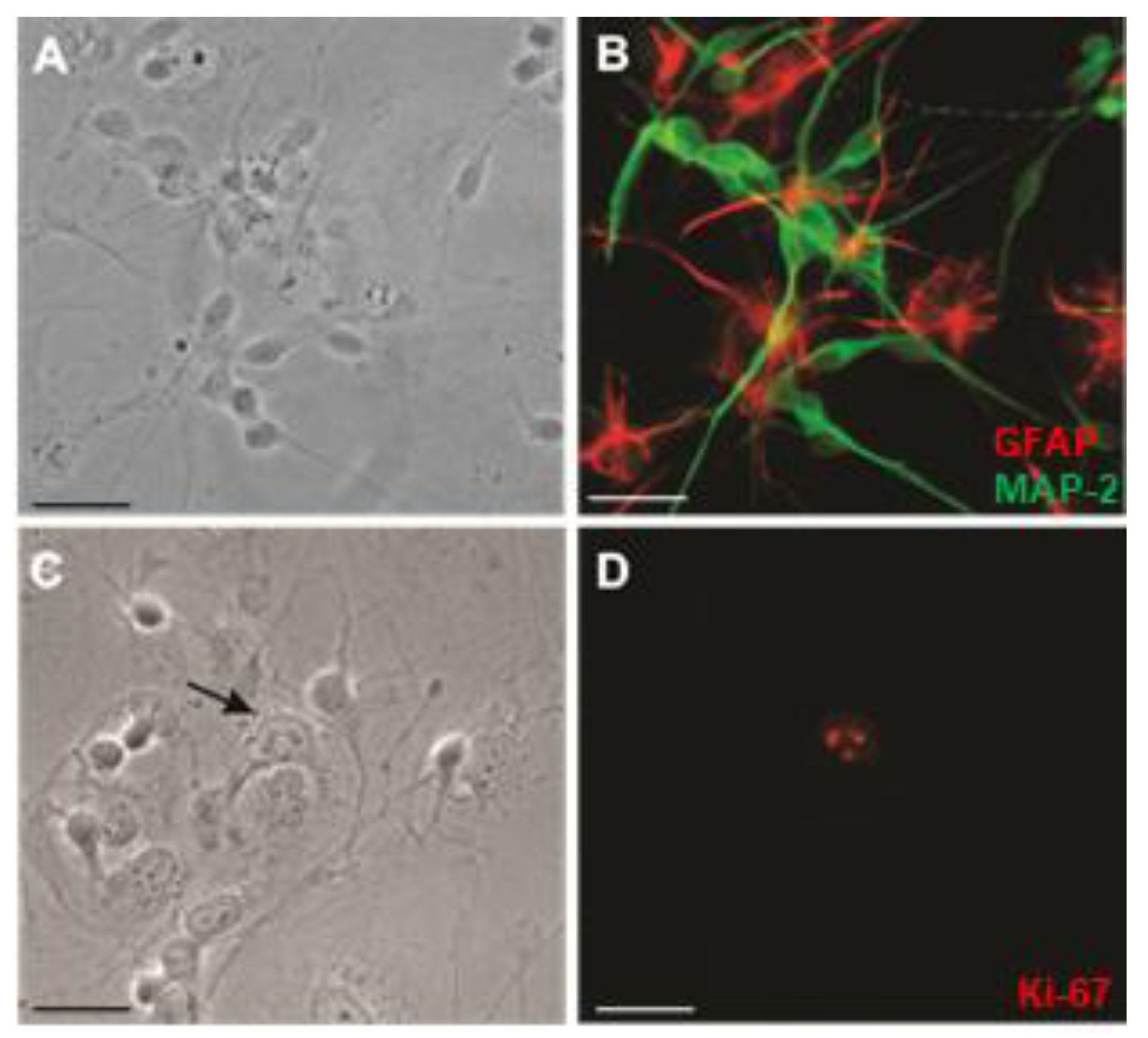 Neuroglia 02 00008 g001