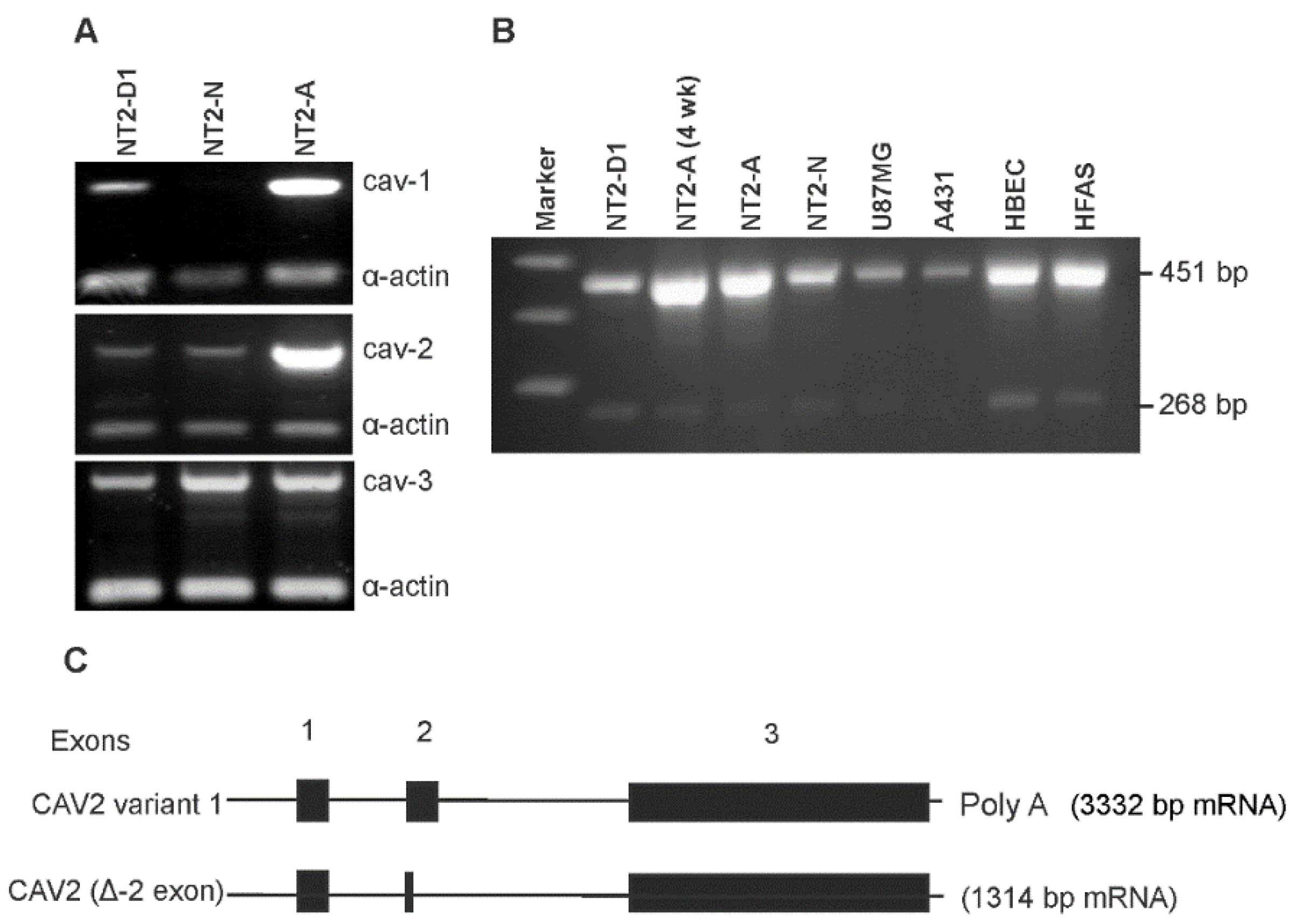 Neuroglia 02 00008 g002
