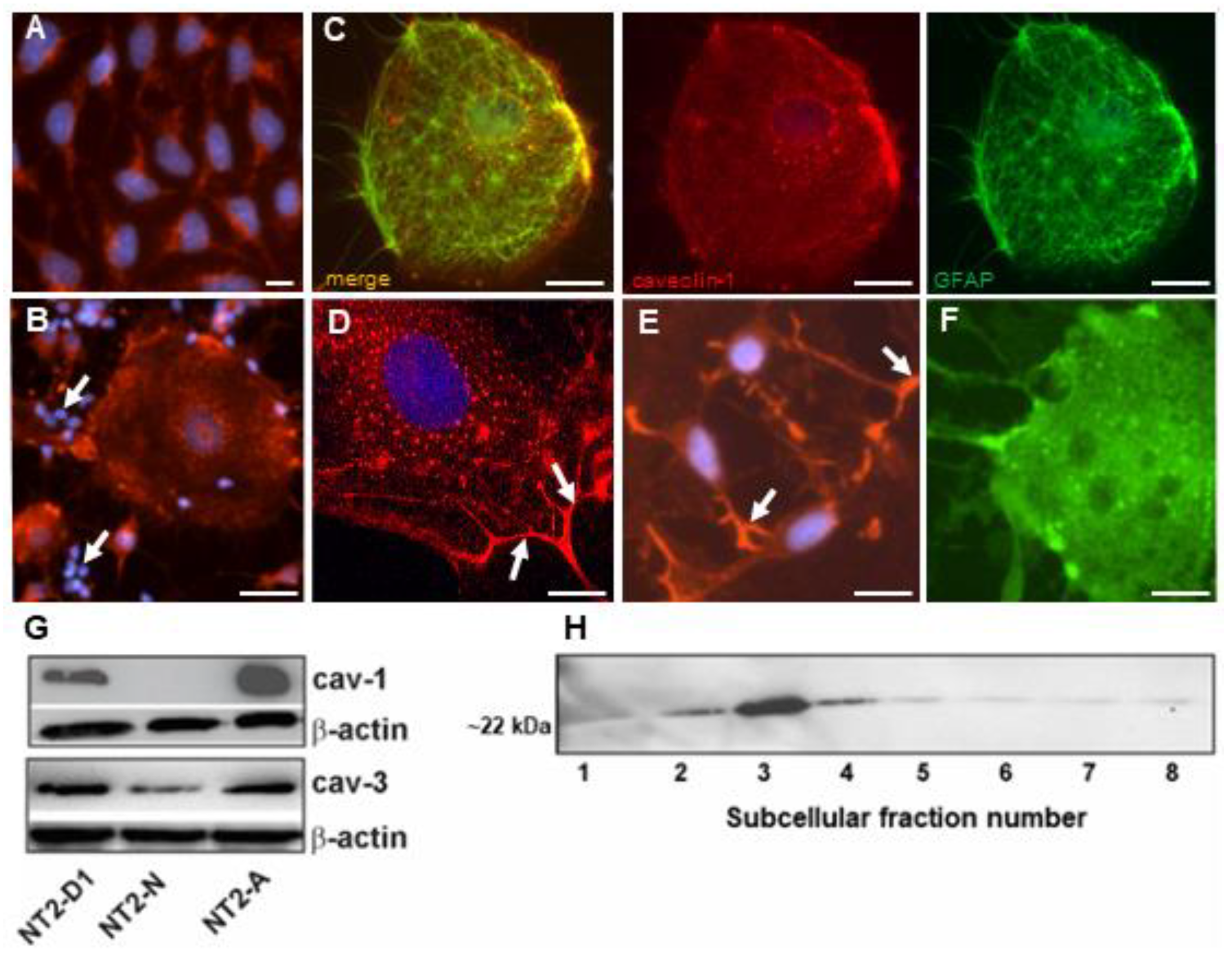Neuroglia 02 00008 g003