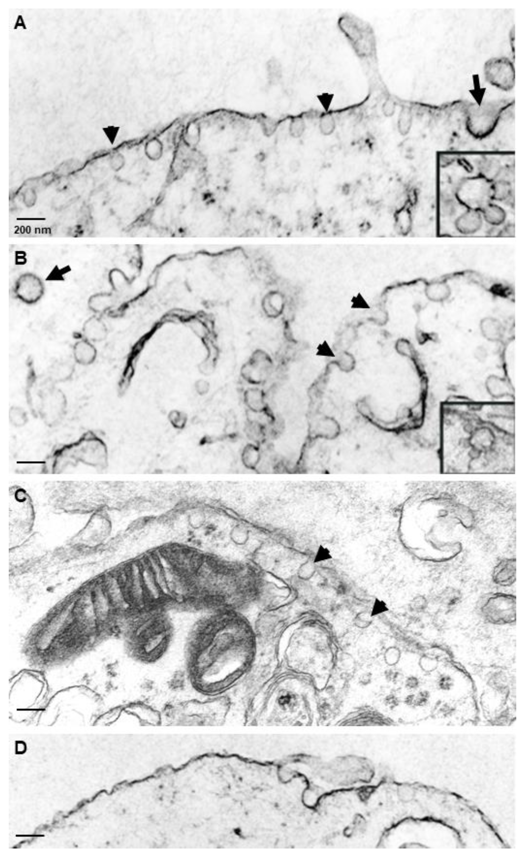 Neuroglia 02 00008 g004