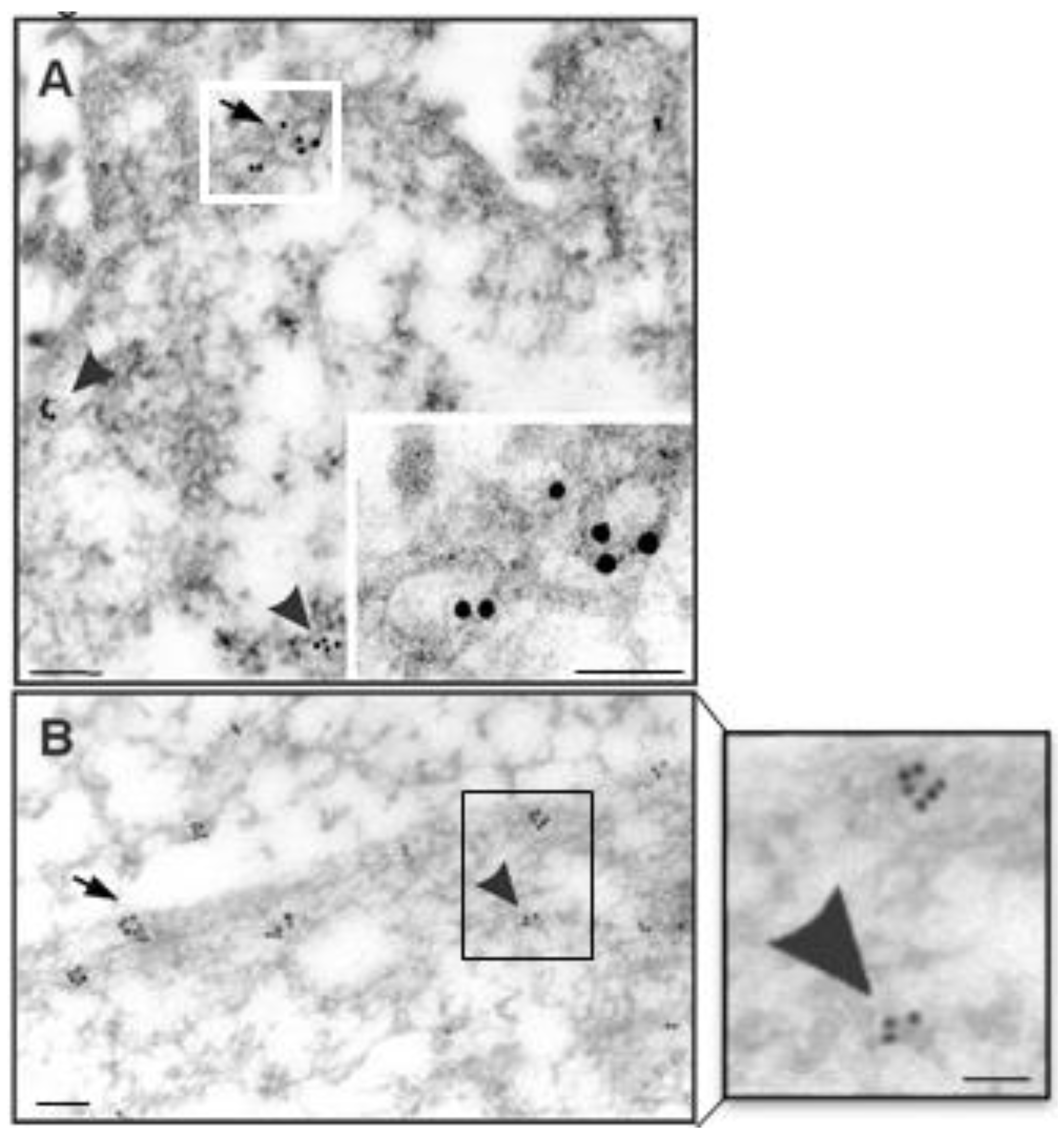 Neuroglia 02 00008 g005