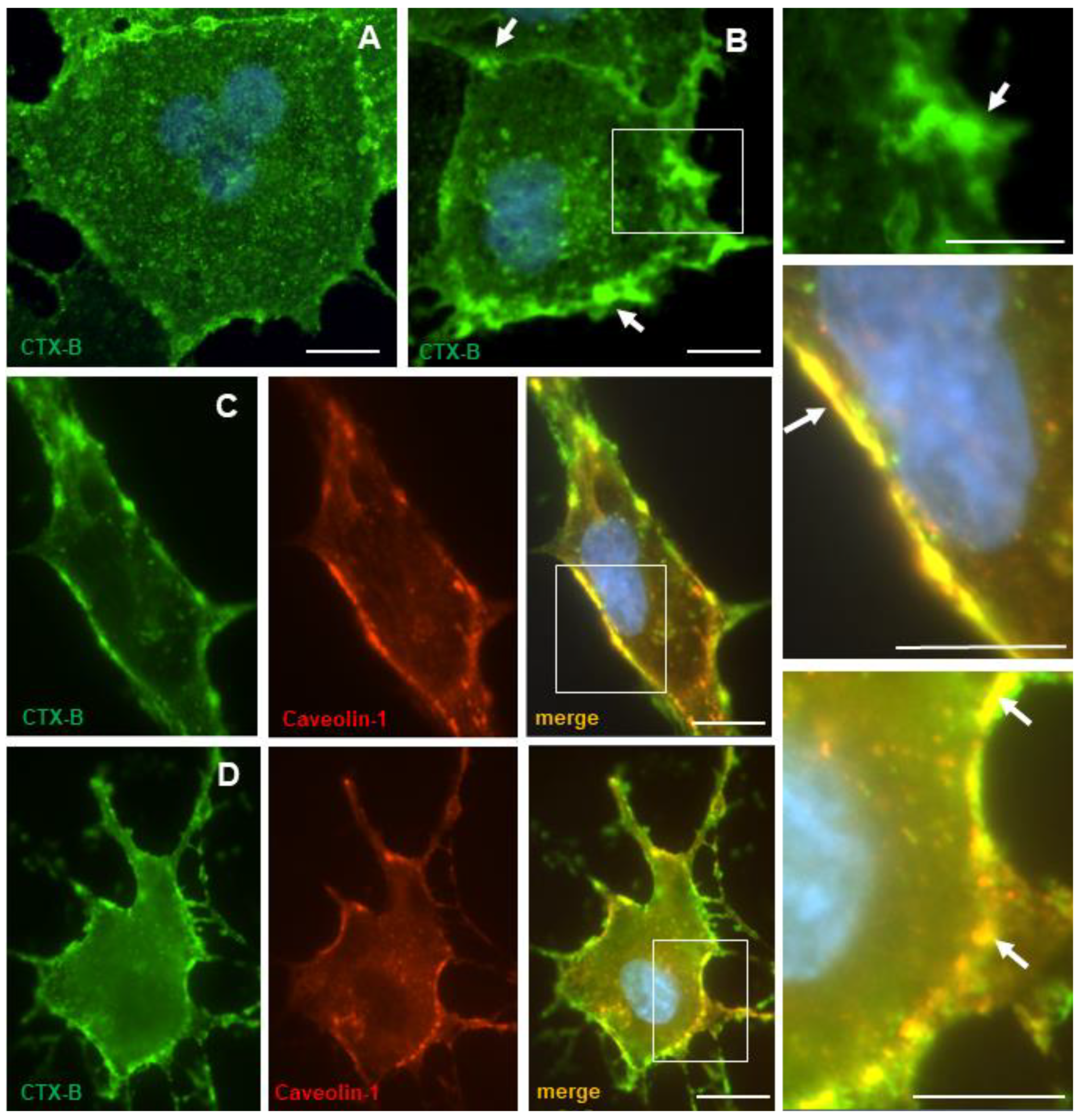 Neuroglia 02 00008 g006