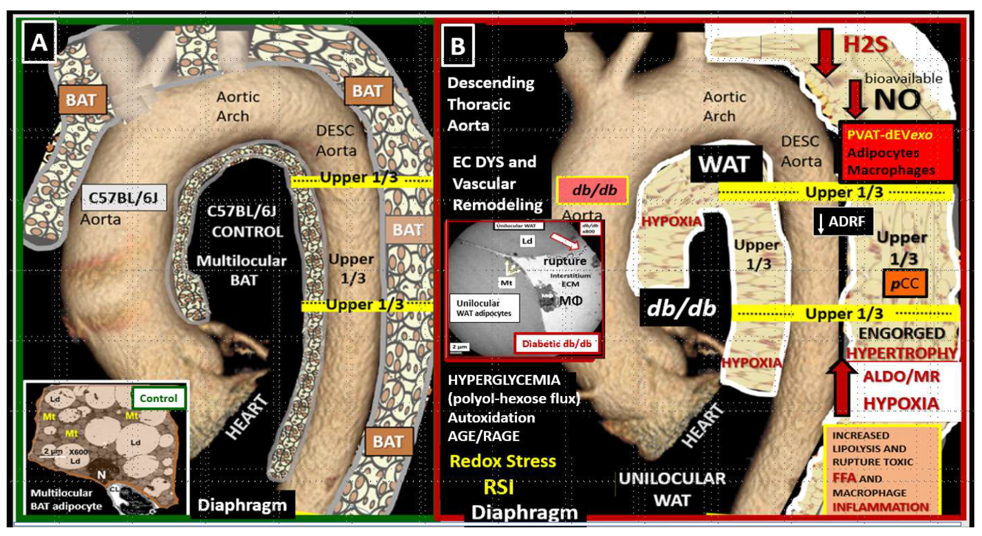 Neuroglia 03 00008 g001