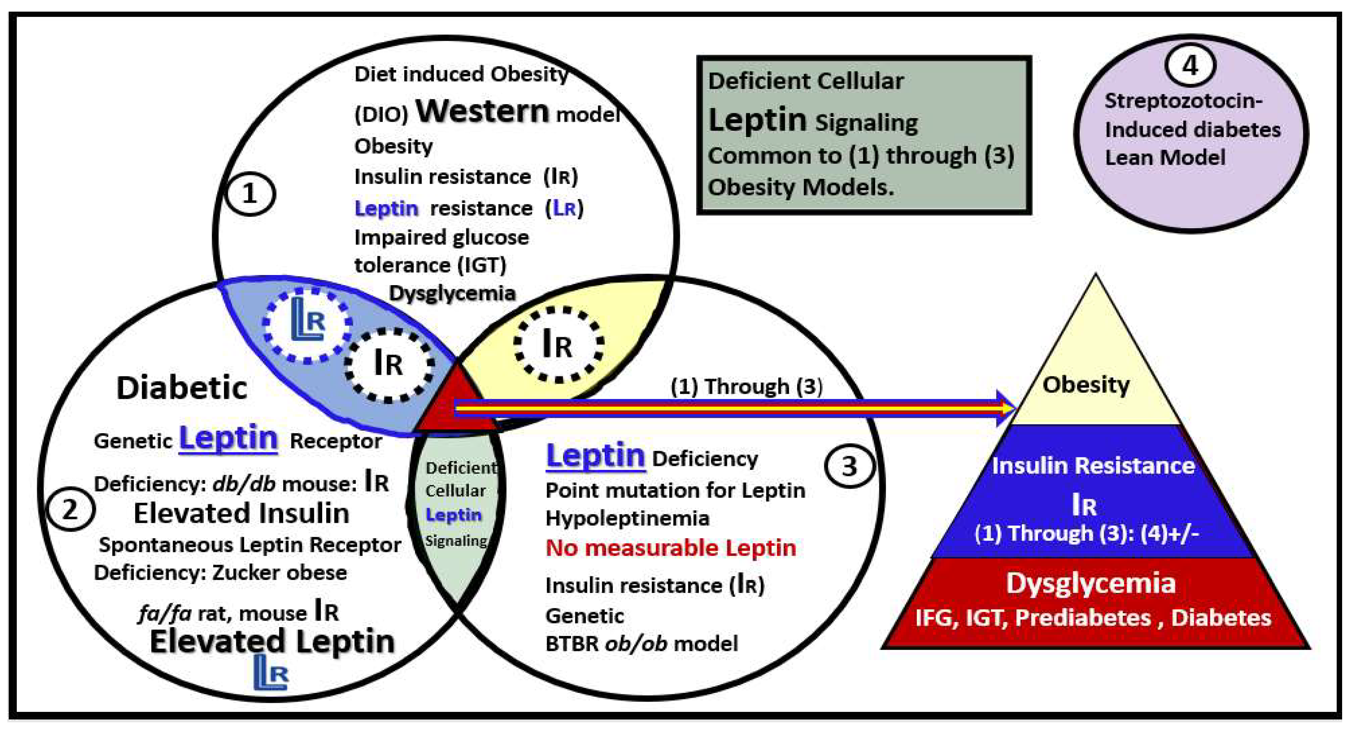 Neuroglia 03 00008 g002