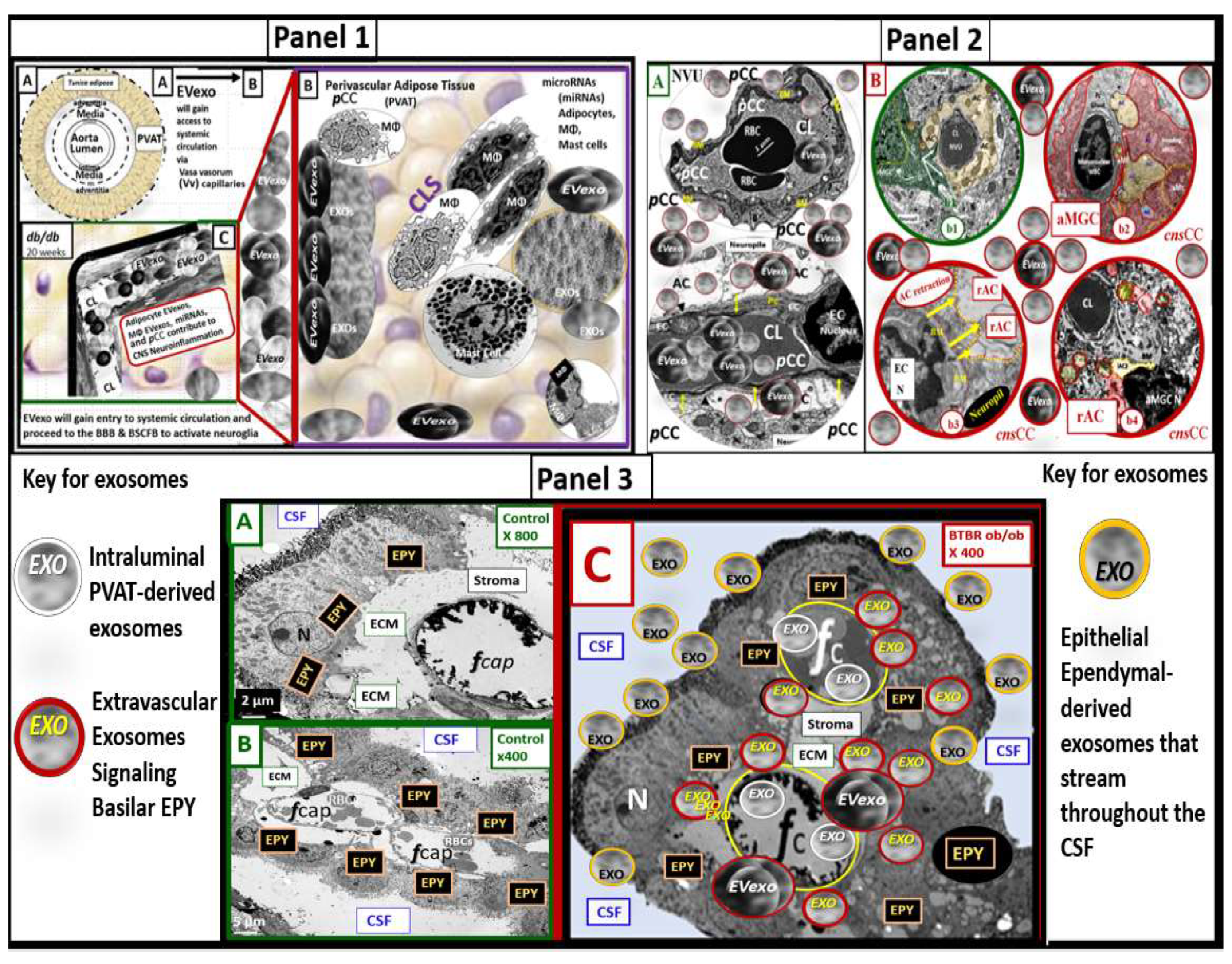 Neuroglia 03 00008 g007