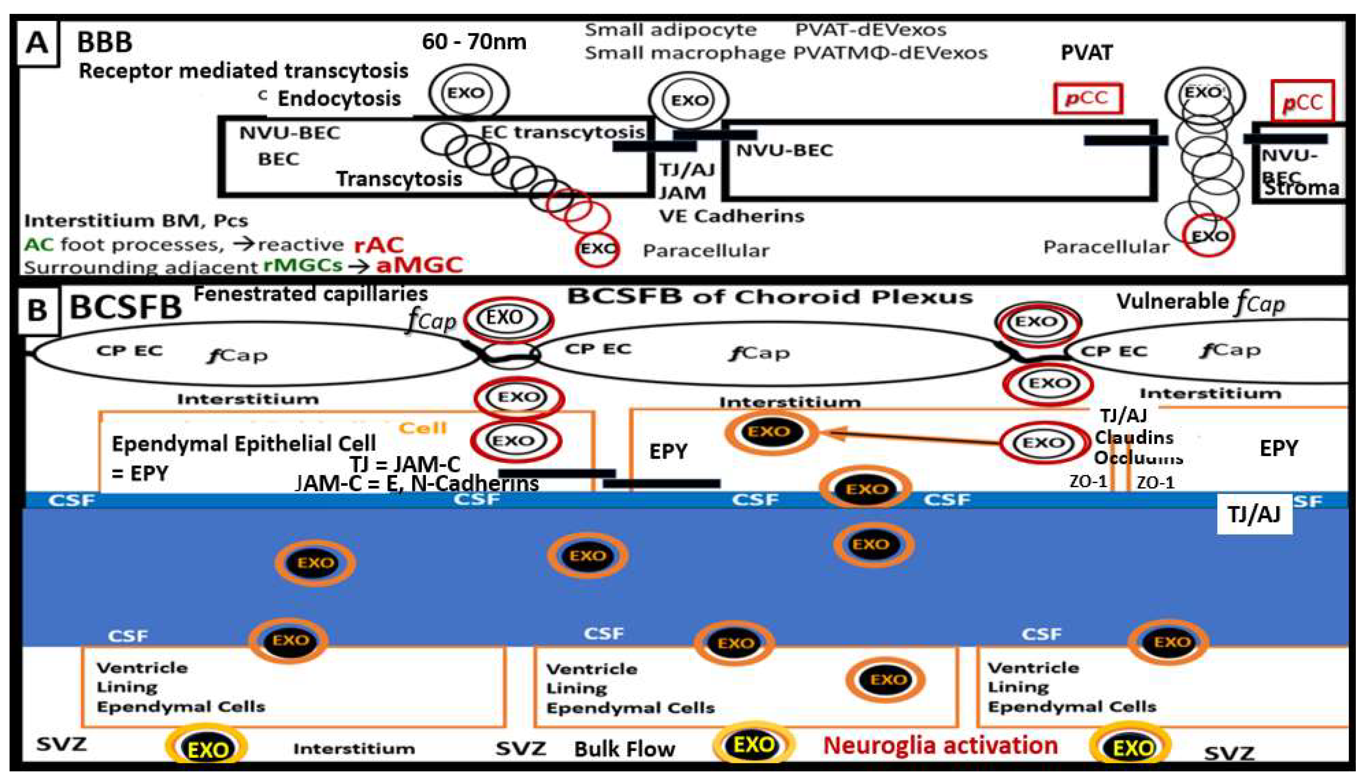 Neuroglia 03 00008 g008