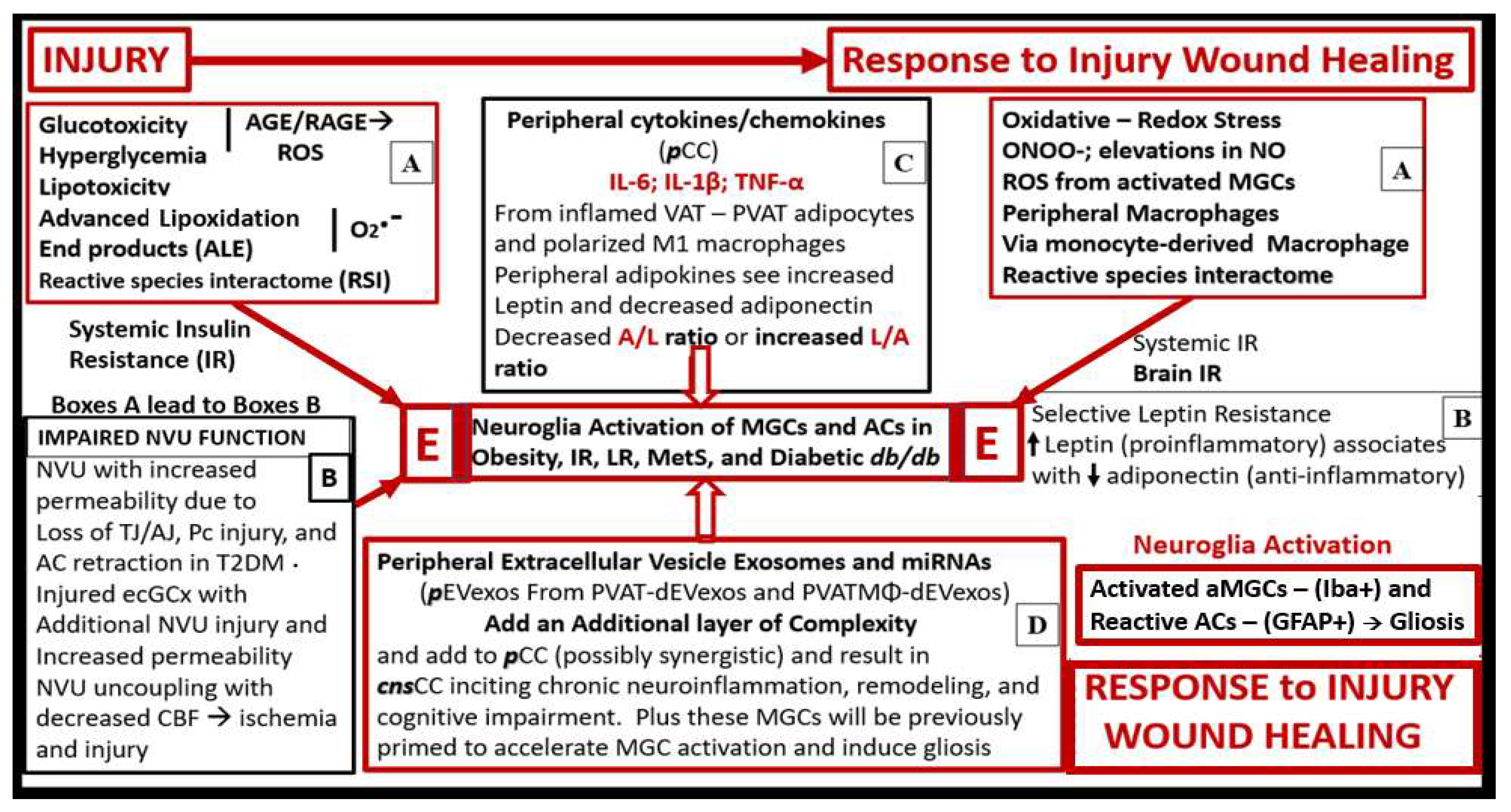 Neuroglia 03 00008 g009