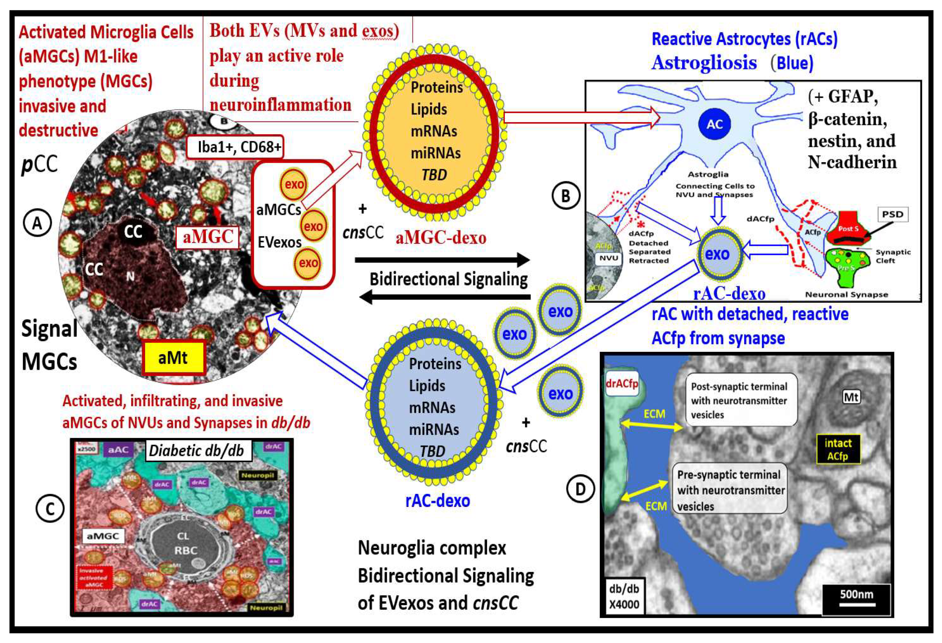 Neuroglia 03 00008 g010