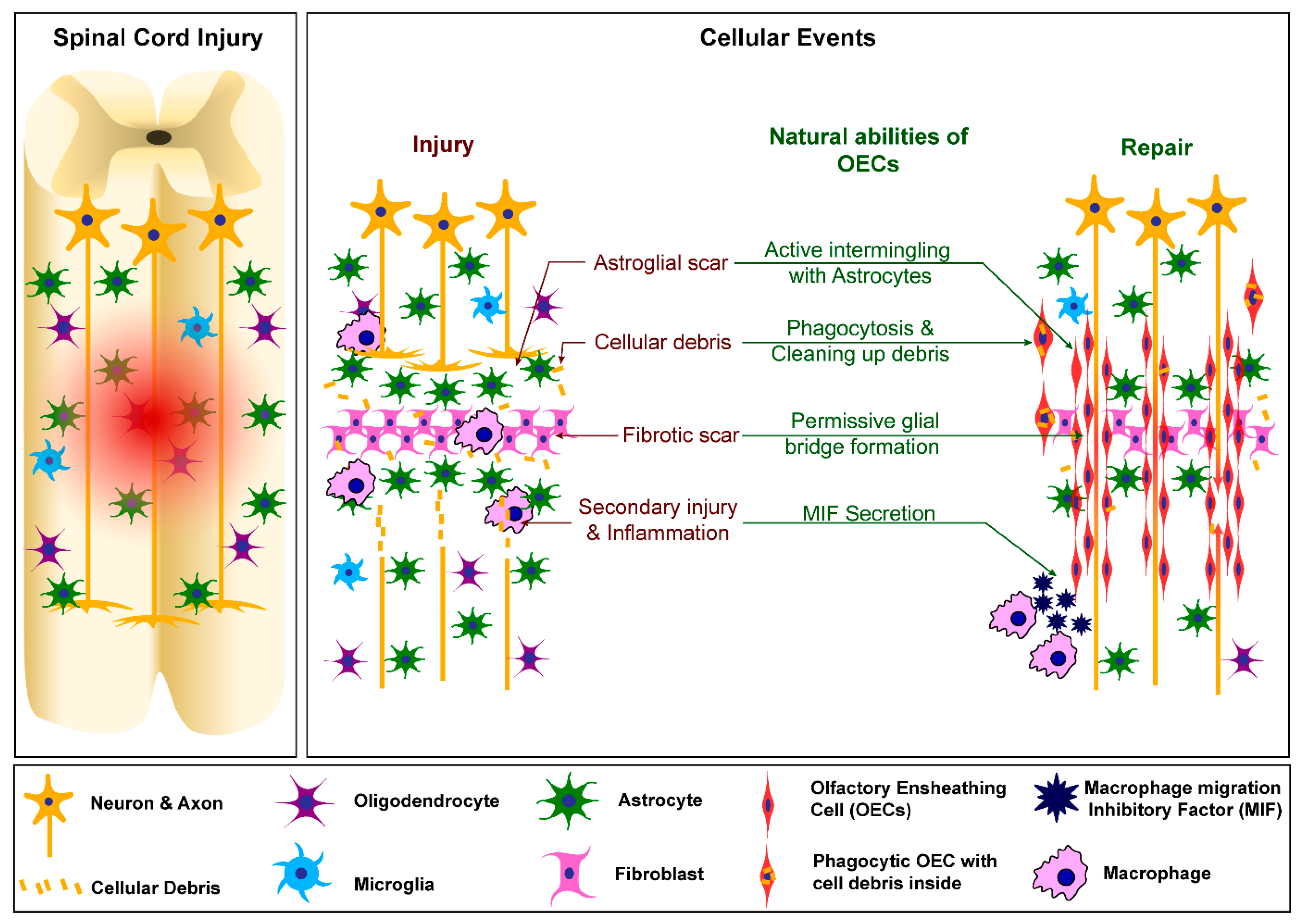 Neuroglia 03 00009 g001