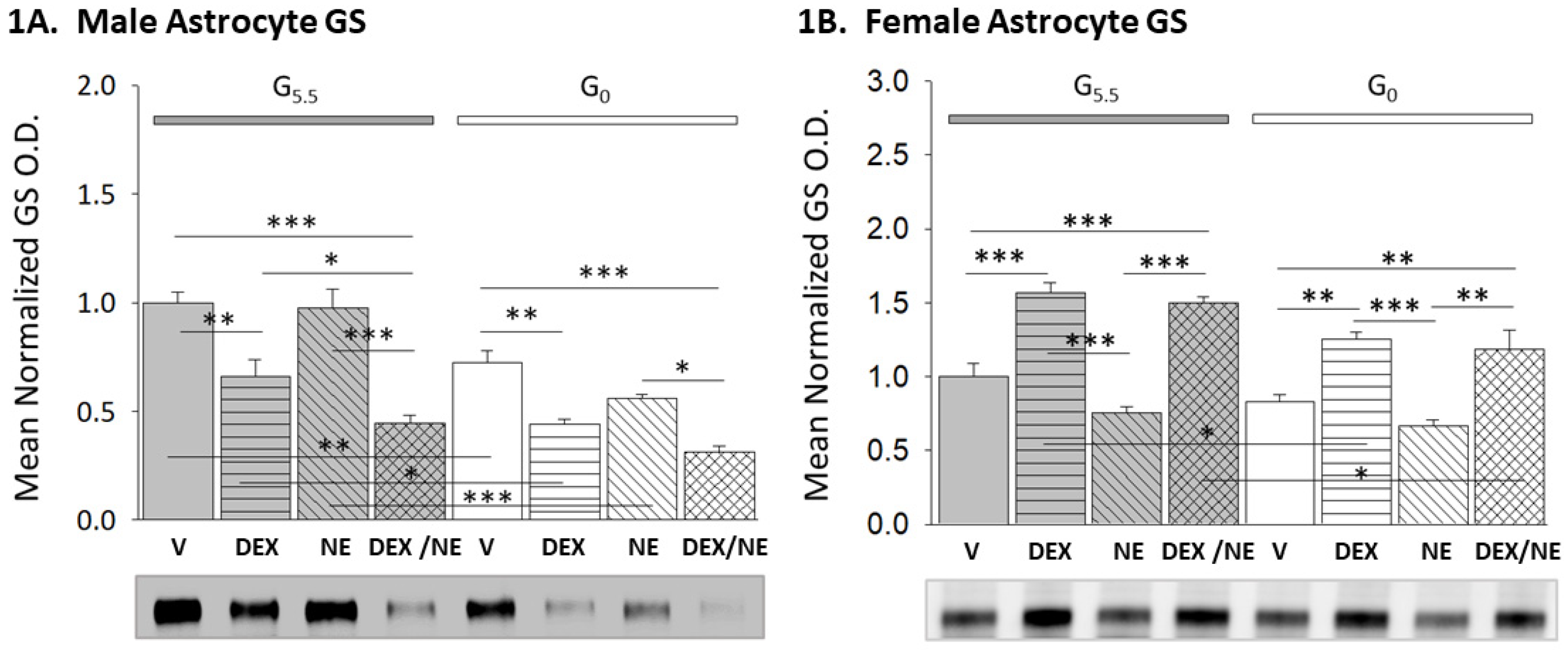 Neuroglia 03 00010 g001
