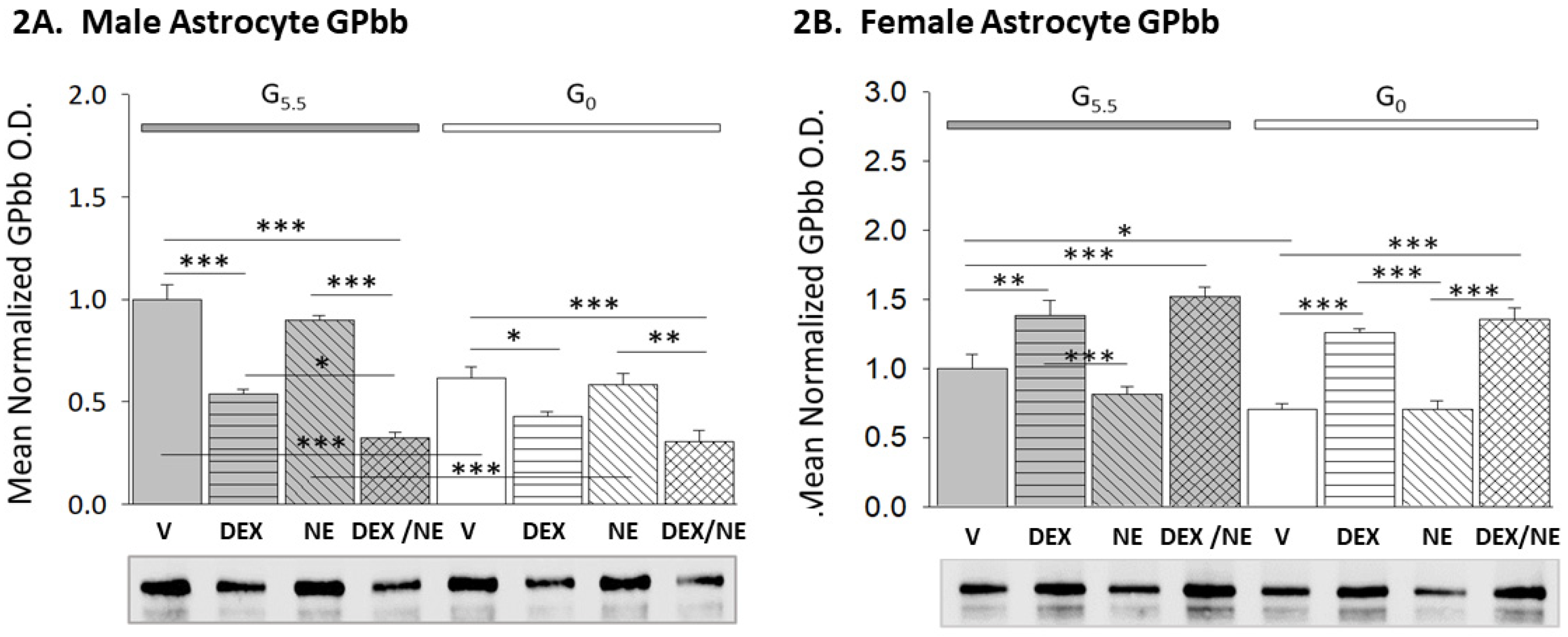 Neuroglia 03 00010 g002