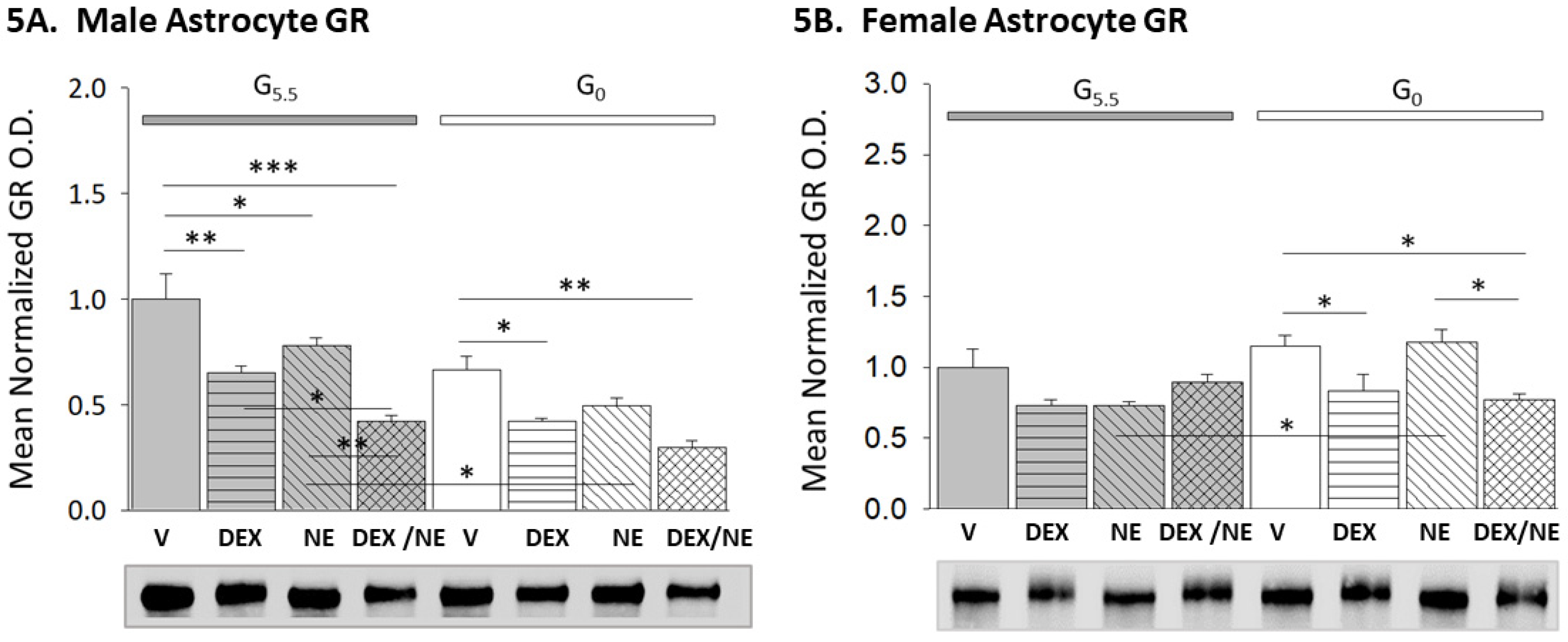 Neuroglia 03 00010 g005