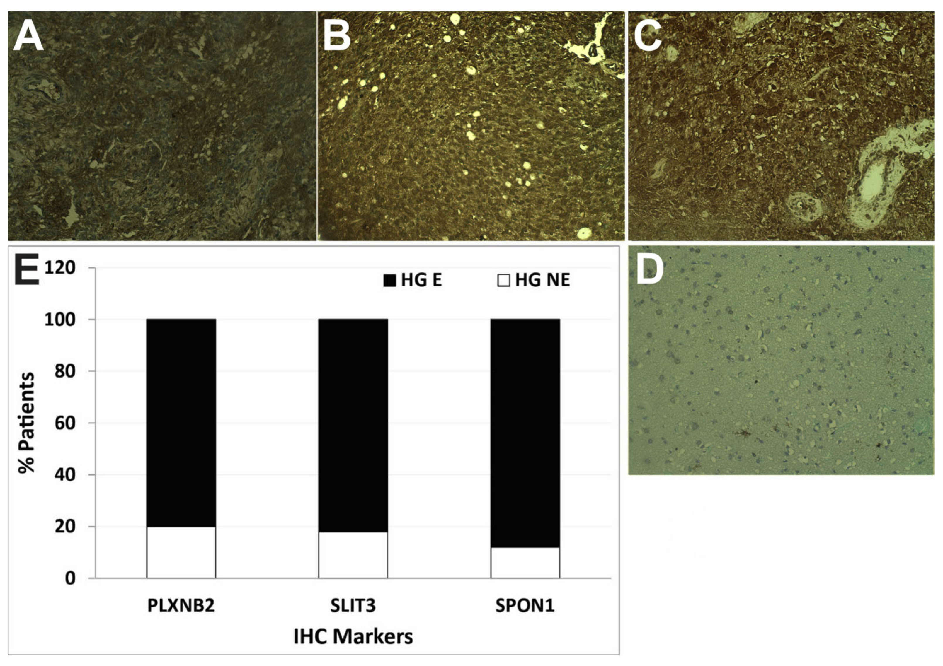 Neuroglia 04 00006 g001 Neuroglia 04 00006 g001