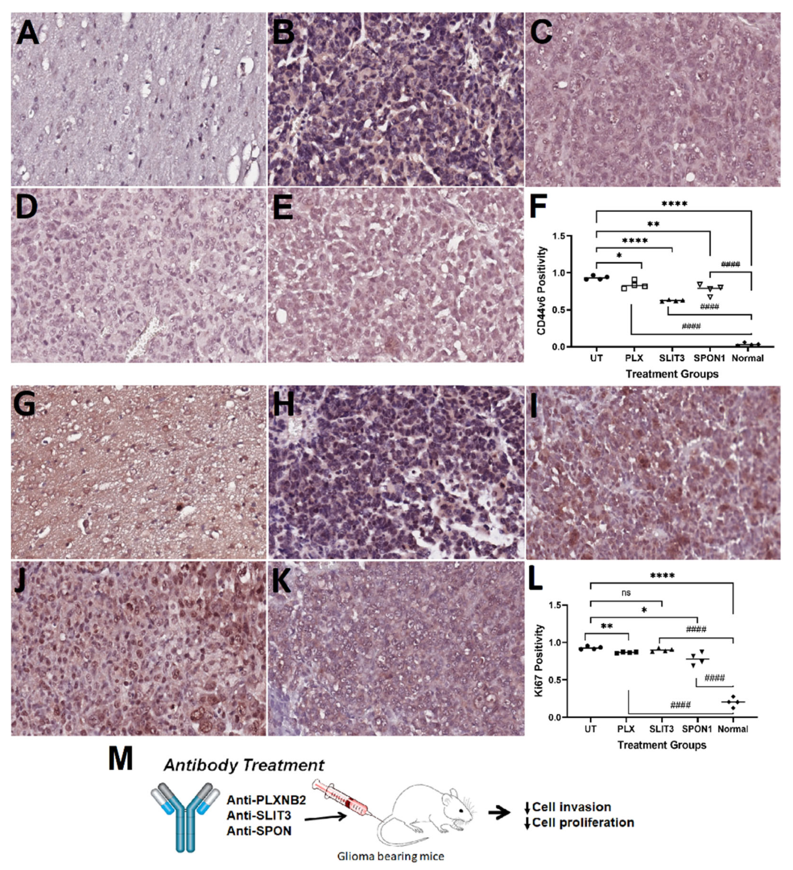 Neuroglia 04 00006 g004 Neuroglia 04 00006 g004
