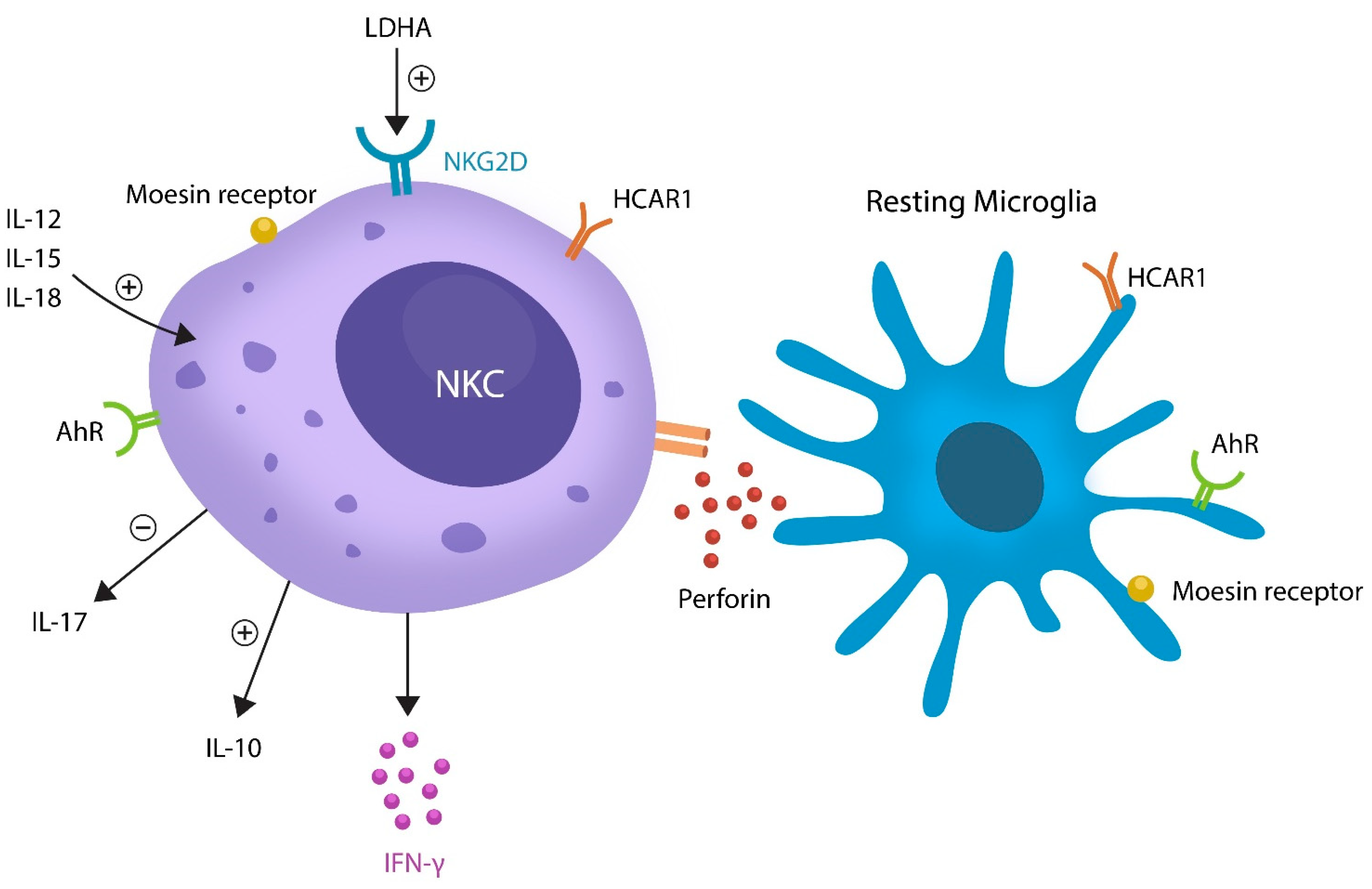 Neuroglia 04 00009 g002