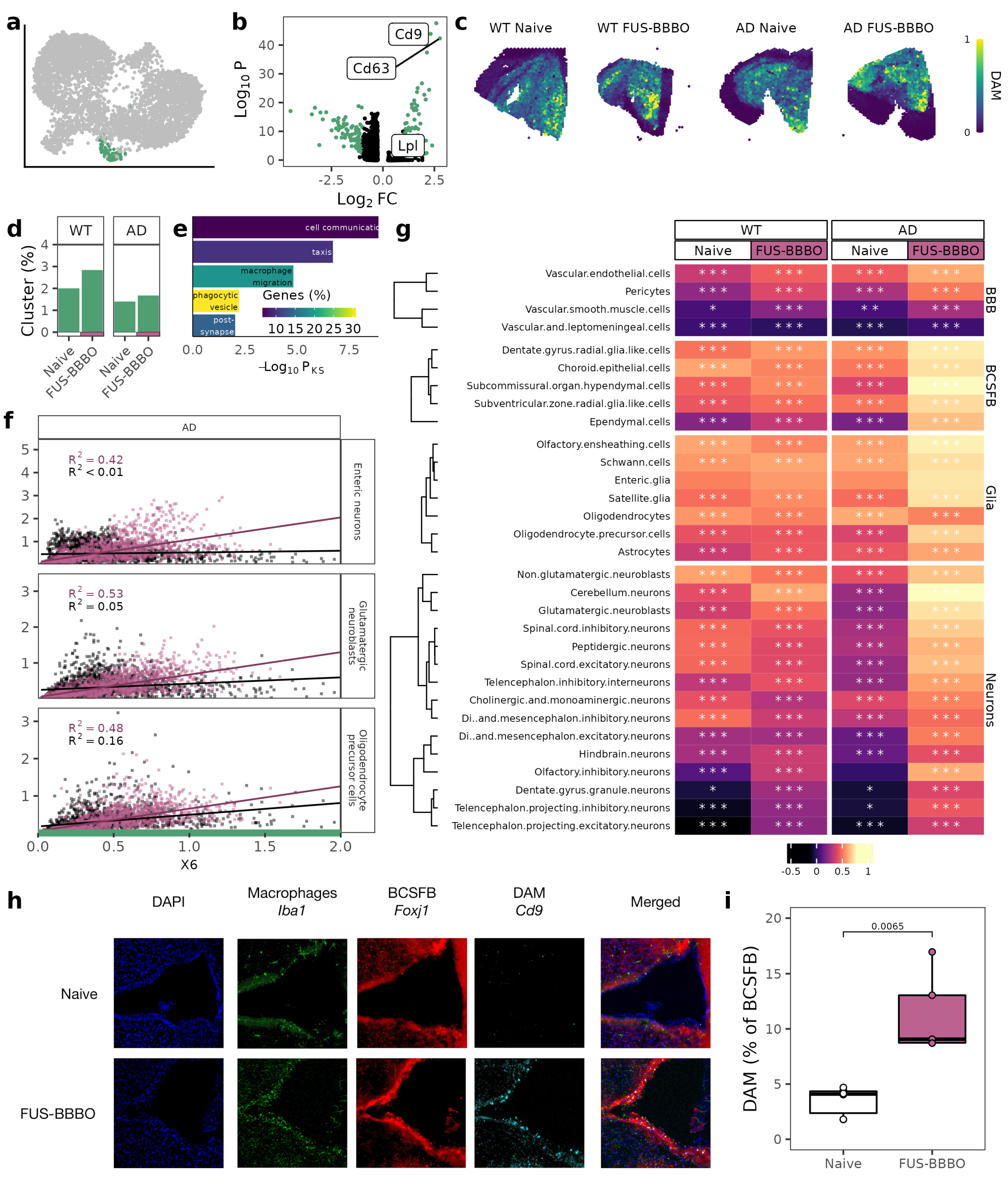 Neuroglia 04 00010 g003