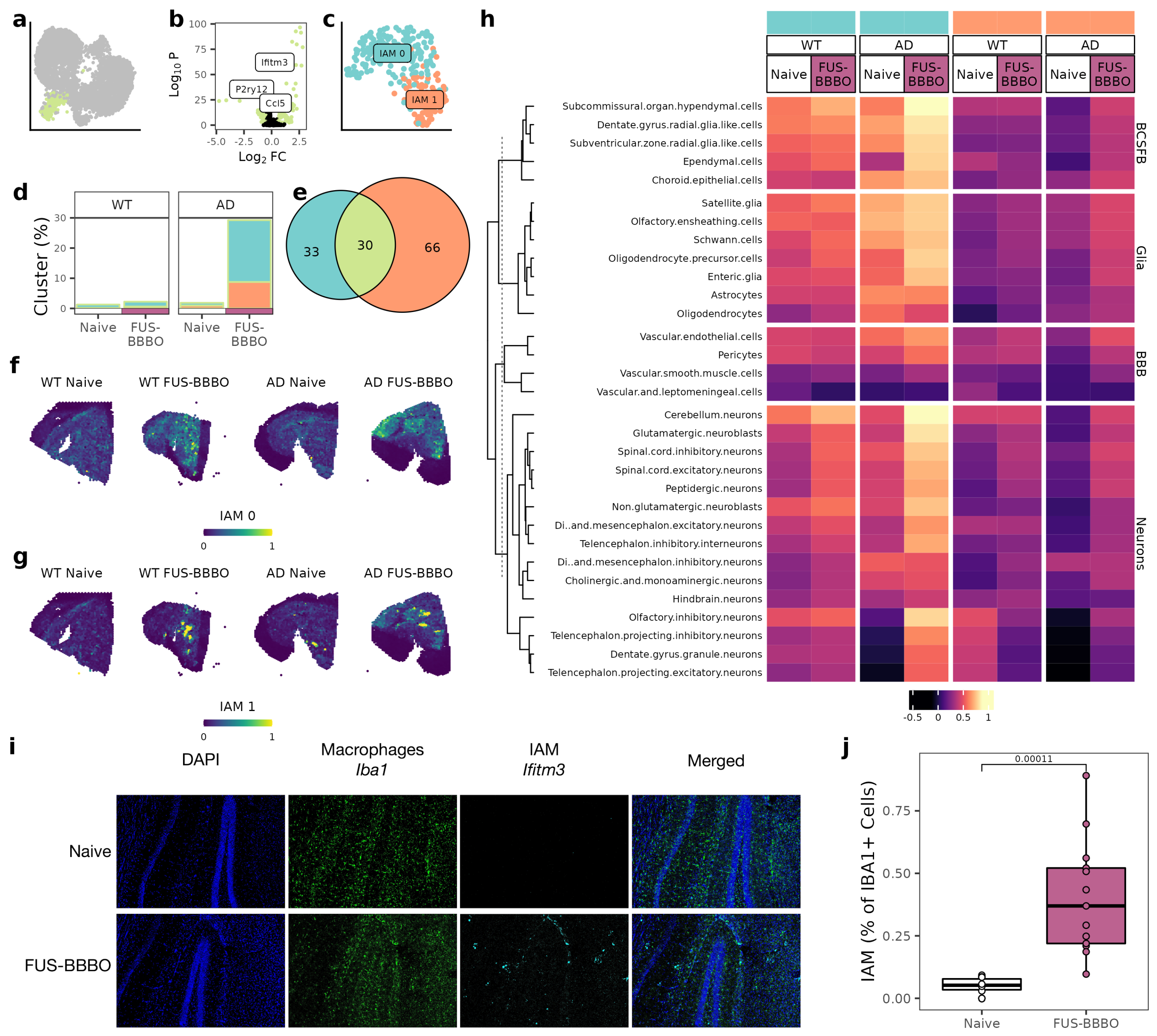 Neuroglia 04 00010 g004