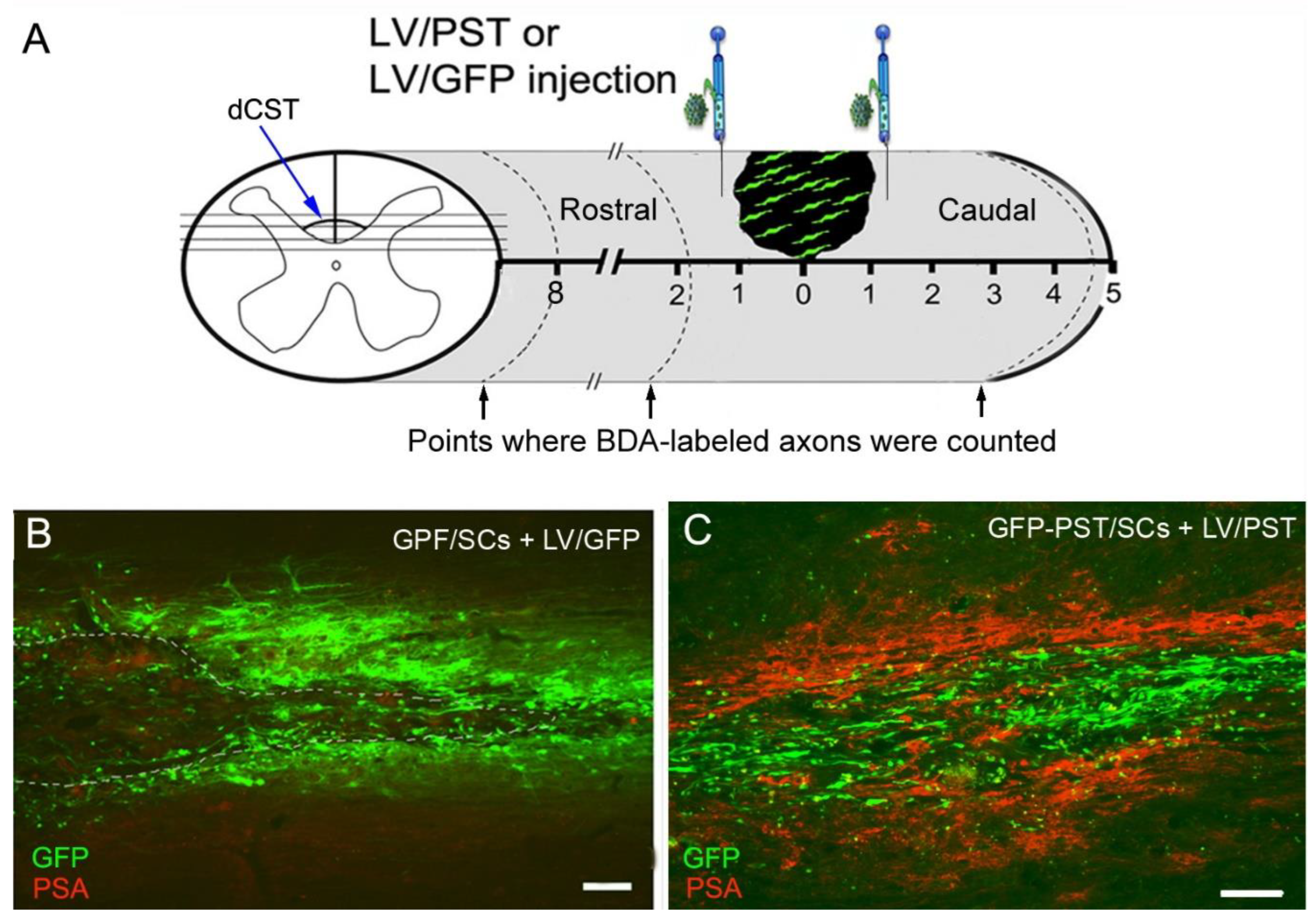 Neuroglia 04 00016 g002
