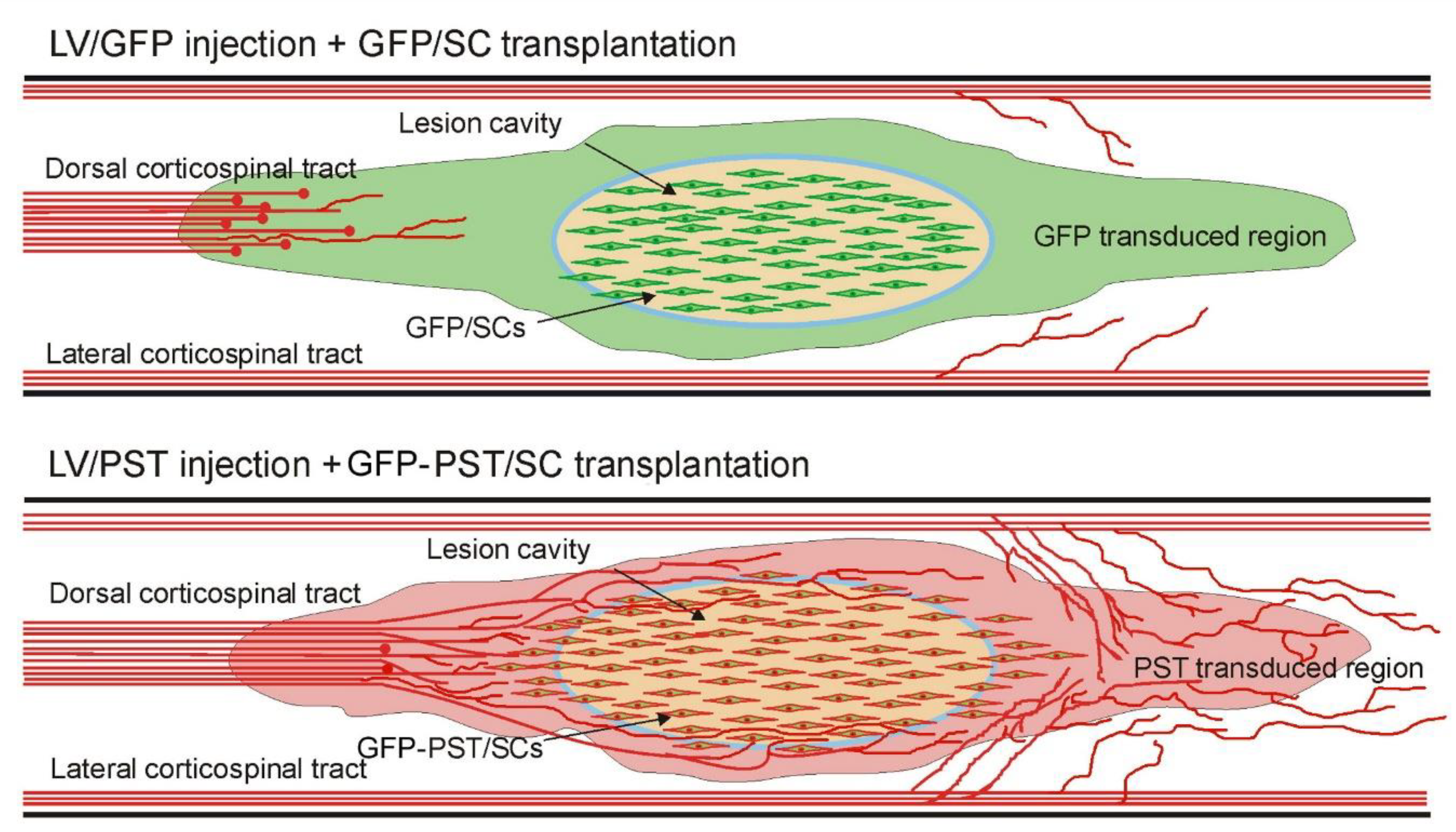 Neuroglia 04 00016 g007